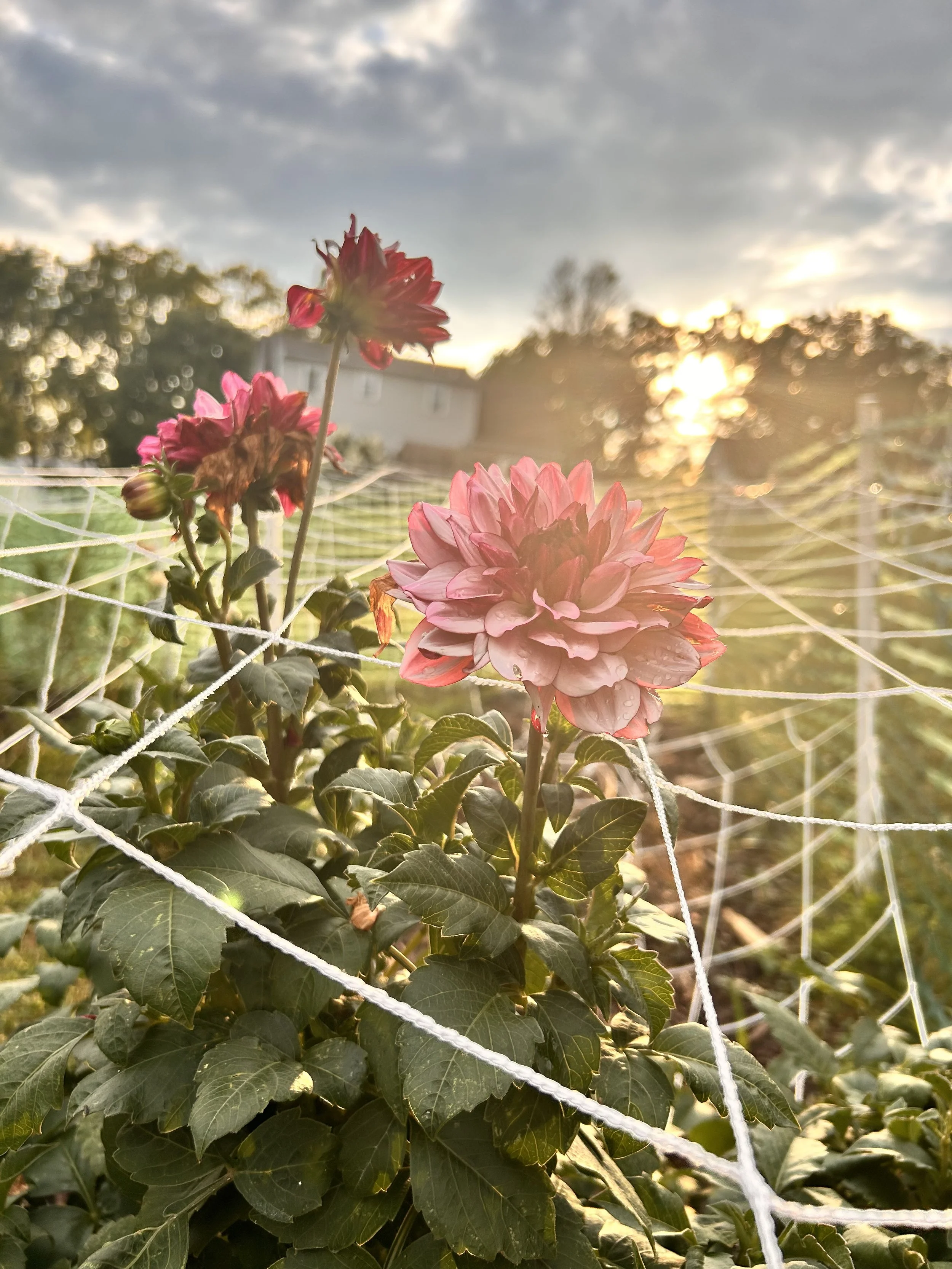 purple dahlias at golden hour