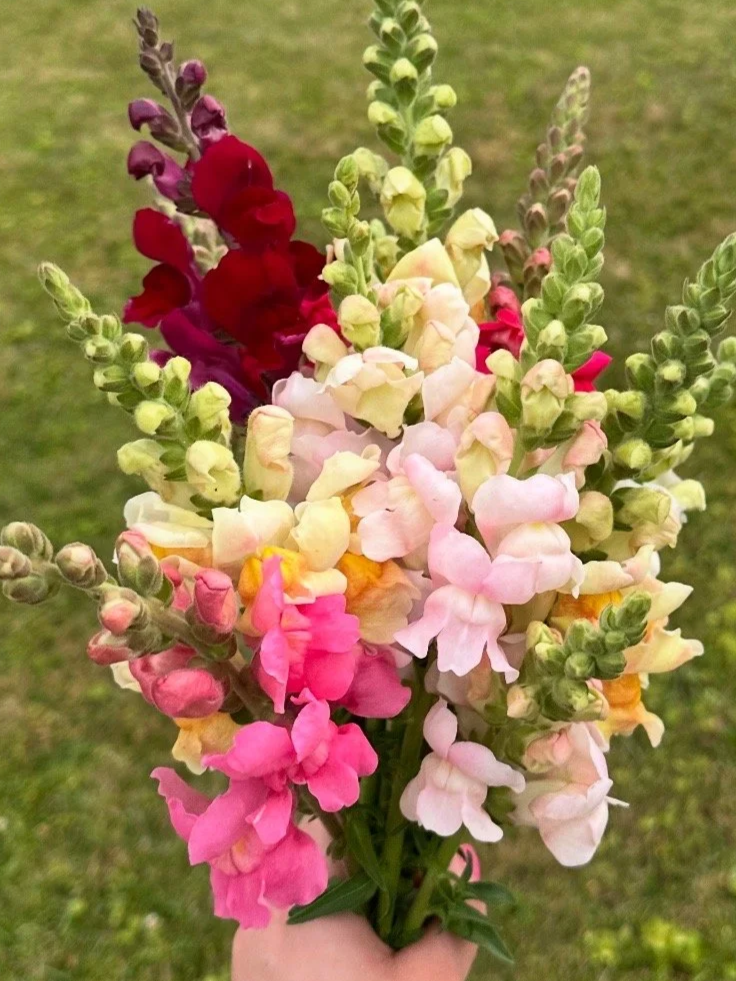 snapdragons.png