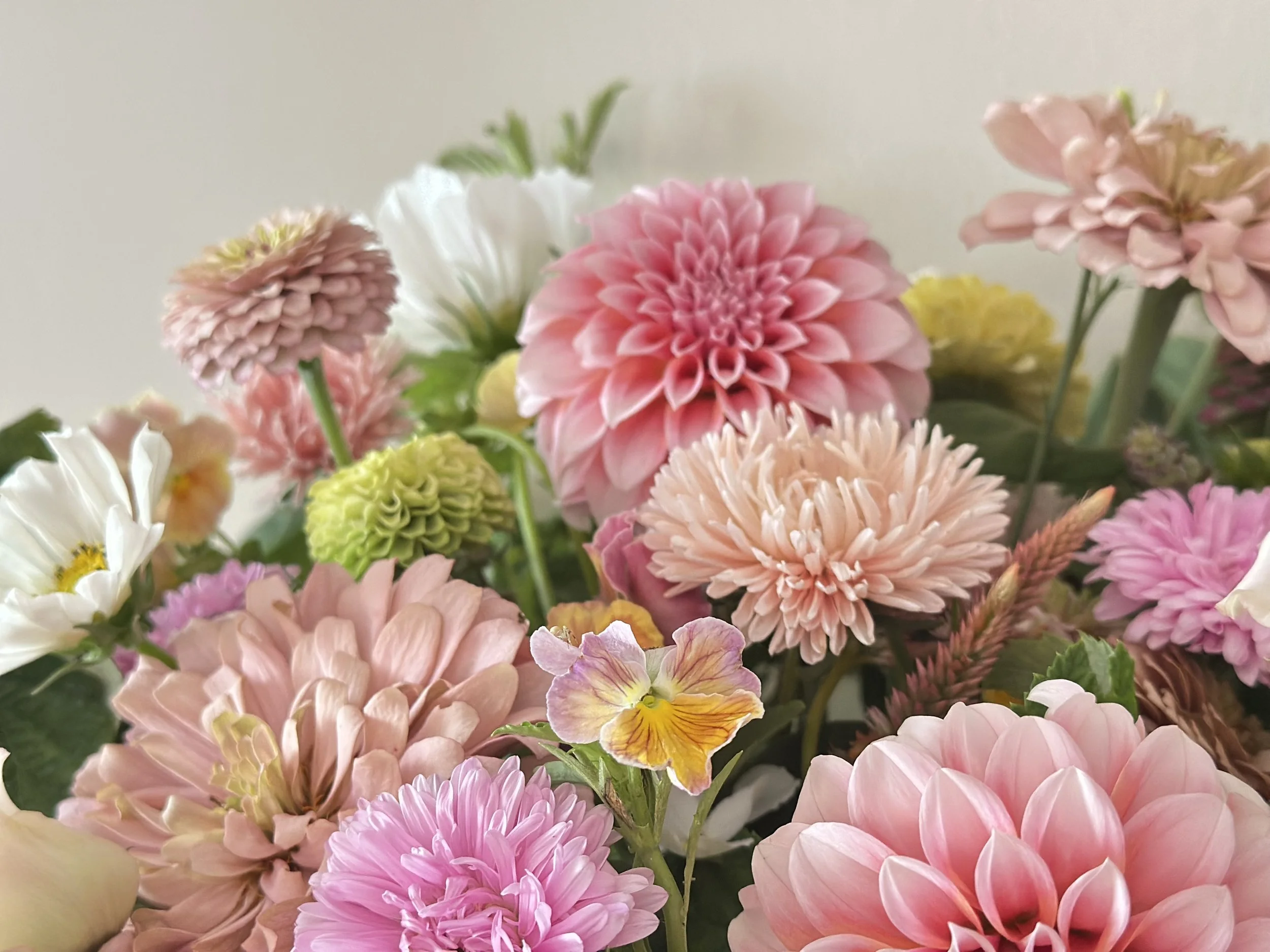 Pink, white, yellow, and peach-colored flowers, including dahlias, arranged together.