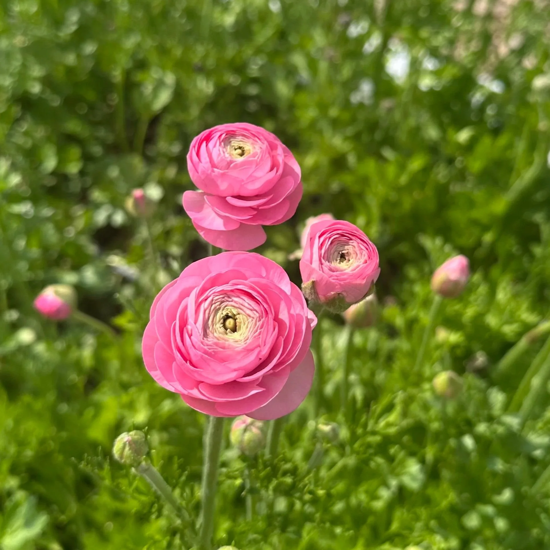 Ranunculus Corms