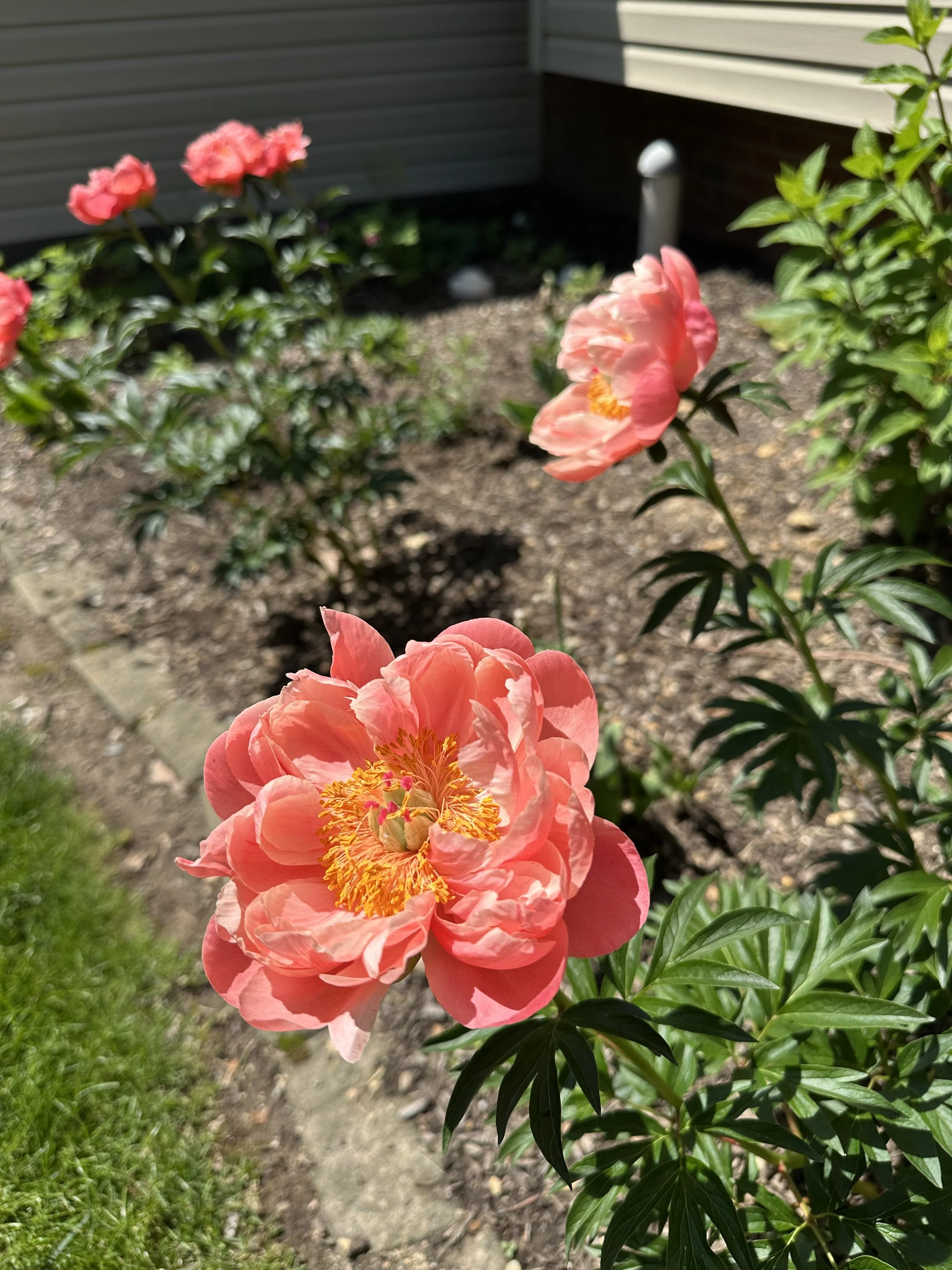 coral charm peonies