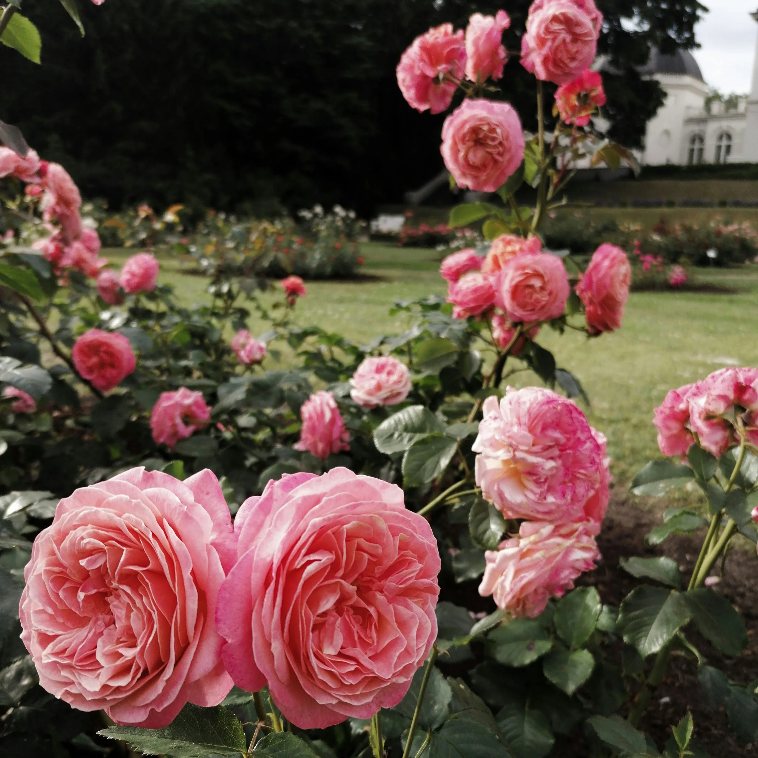 pink garden roses.jpg