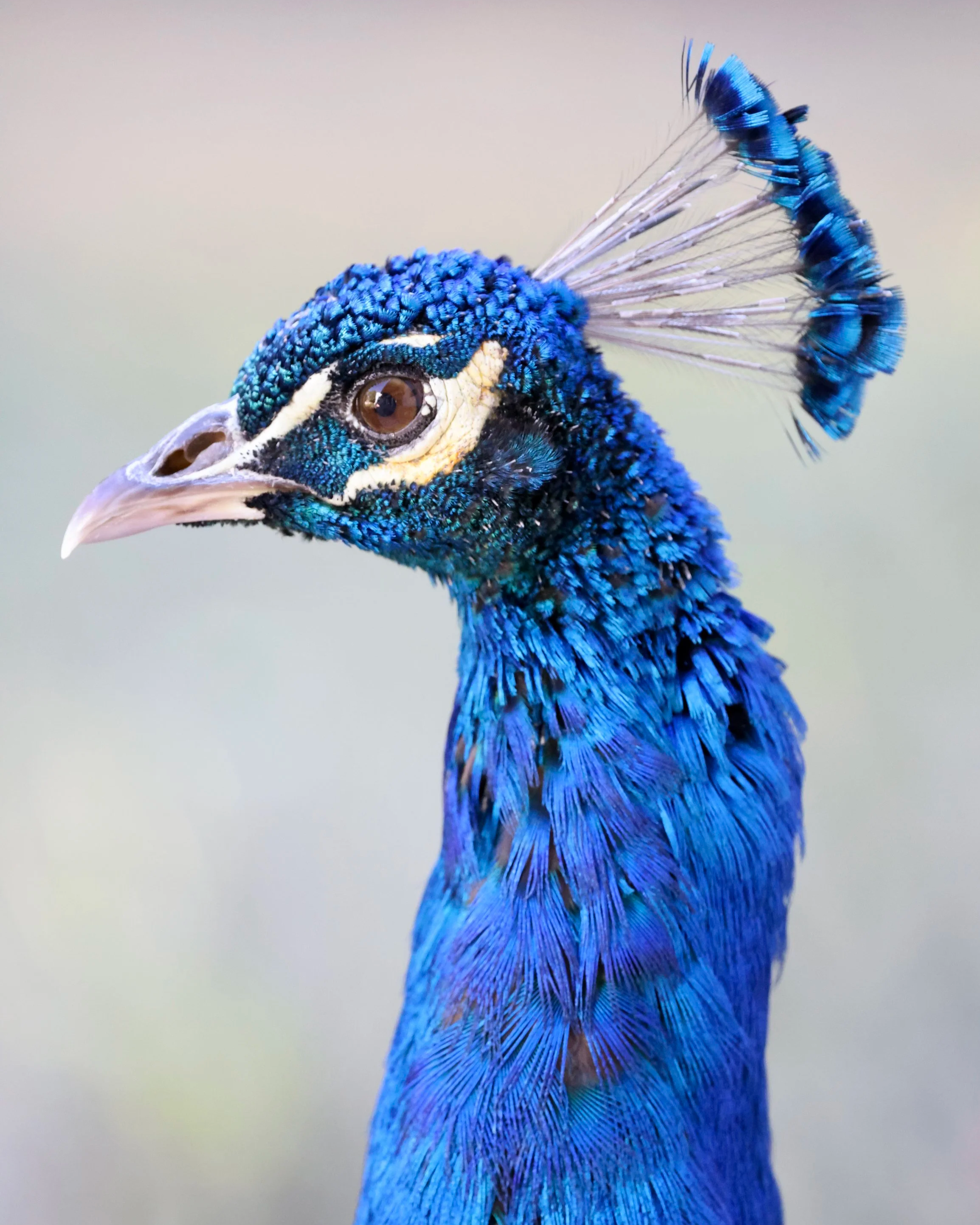 Close-up of a peacock's head and upper neck with bright blue feathers and a crest of feathers on top.