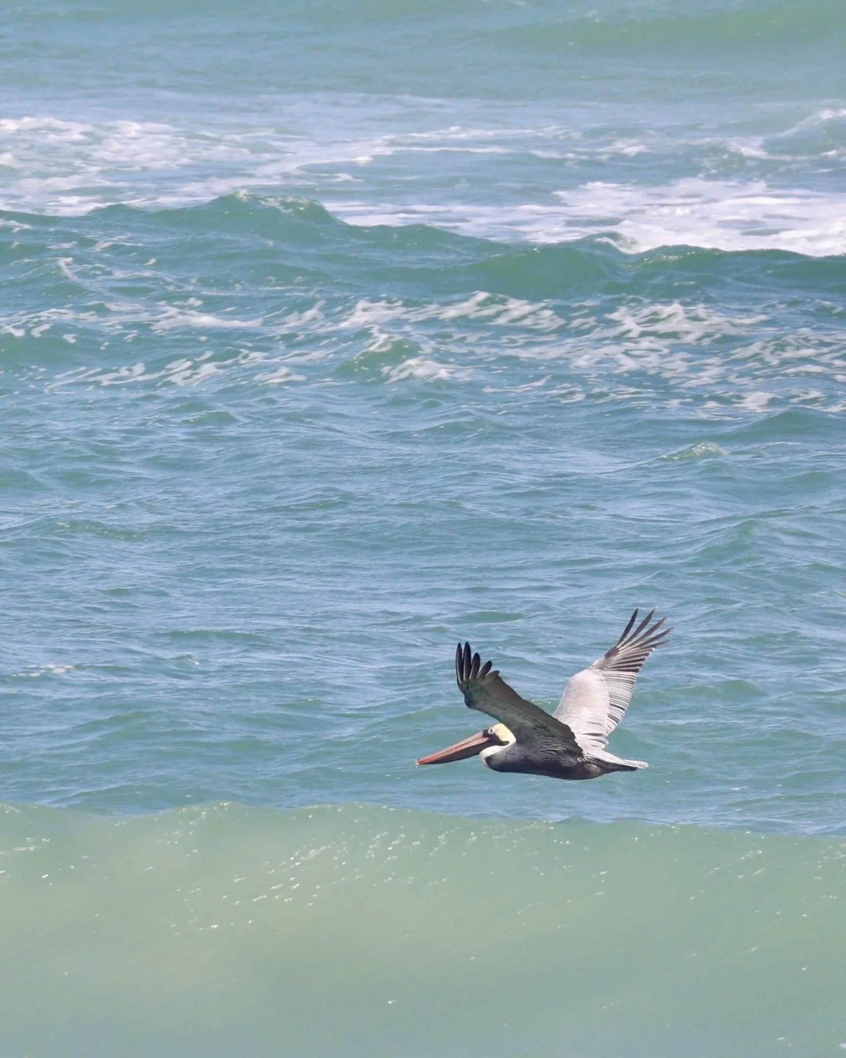 A pelican flying over ocean waves near the shore.