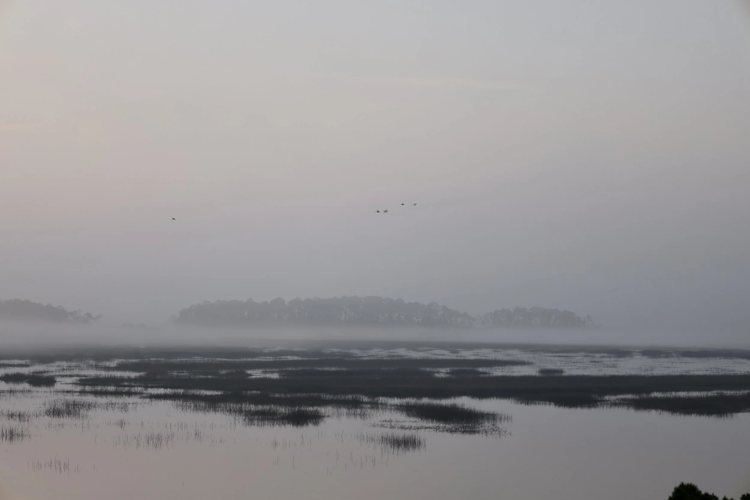 Misty landscape of a marsh with water and patches of grass, distant trees, and a flock of birds flying in the overcast sky.