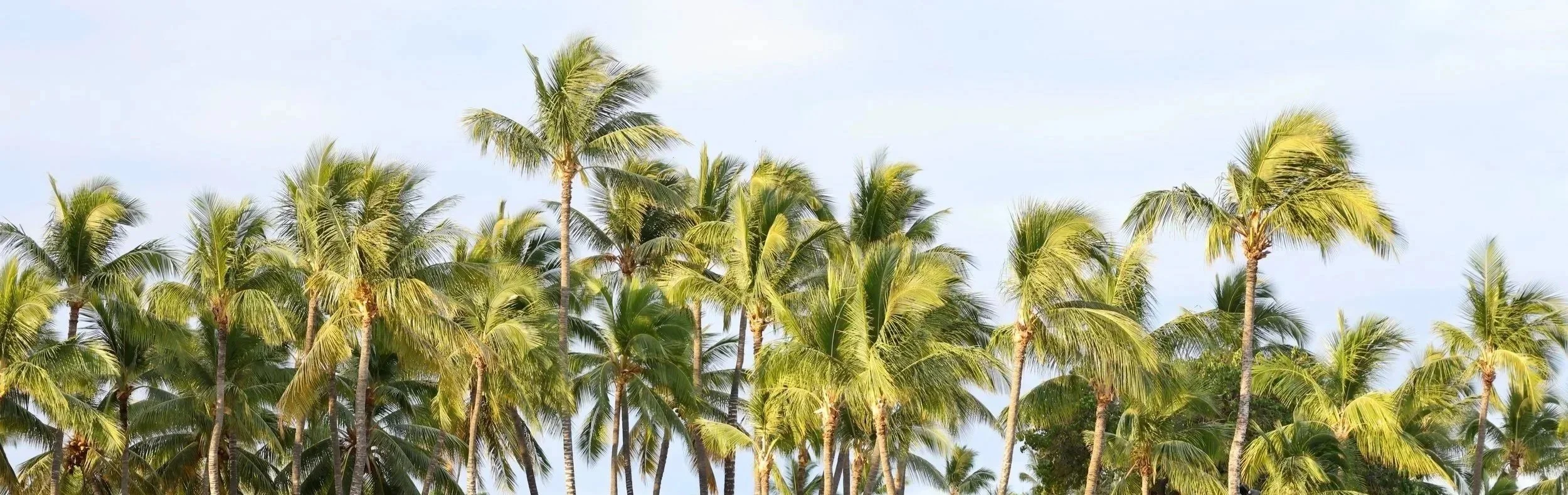 A dense cluster of tall, green palm trees under a light blue sky.