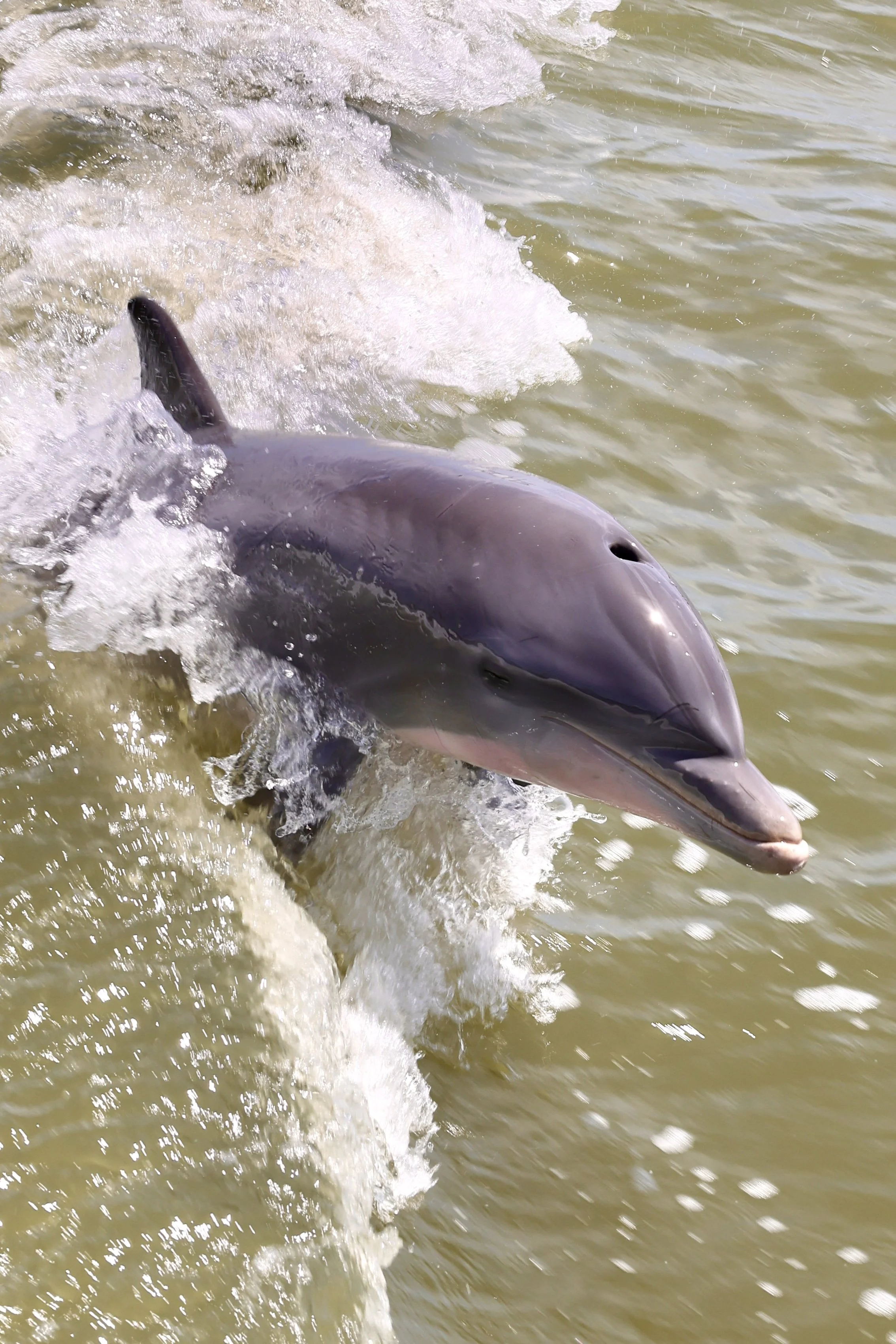 New Smyrna Beach, Florida