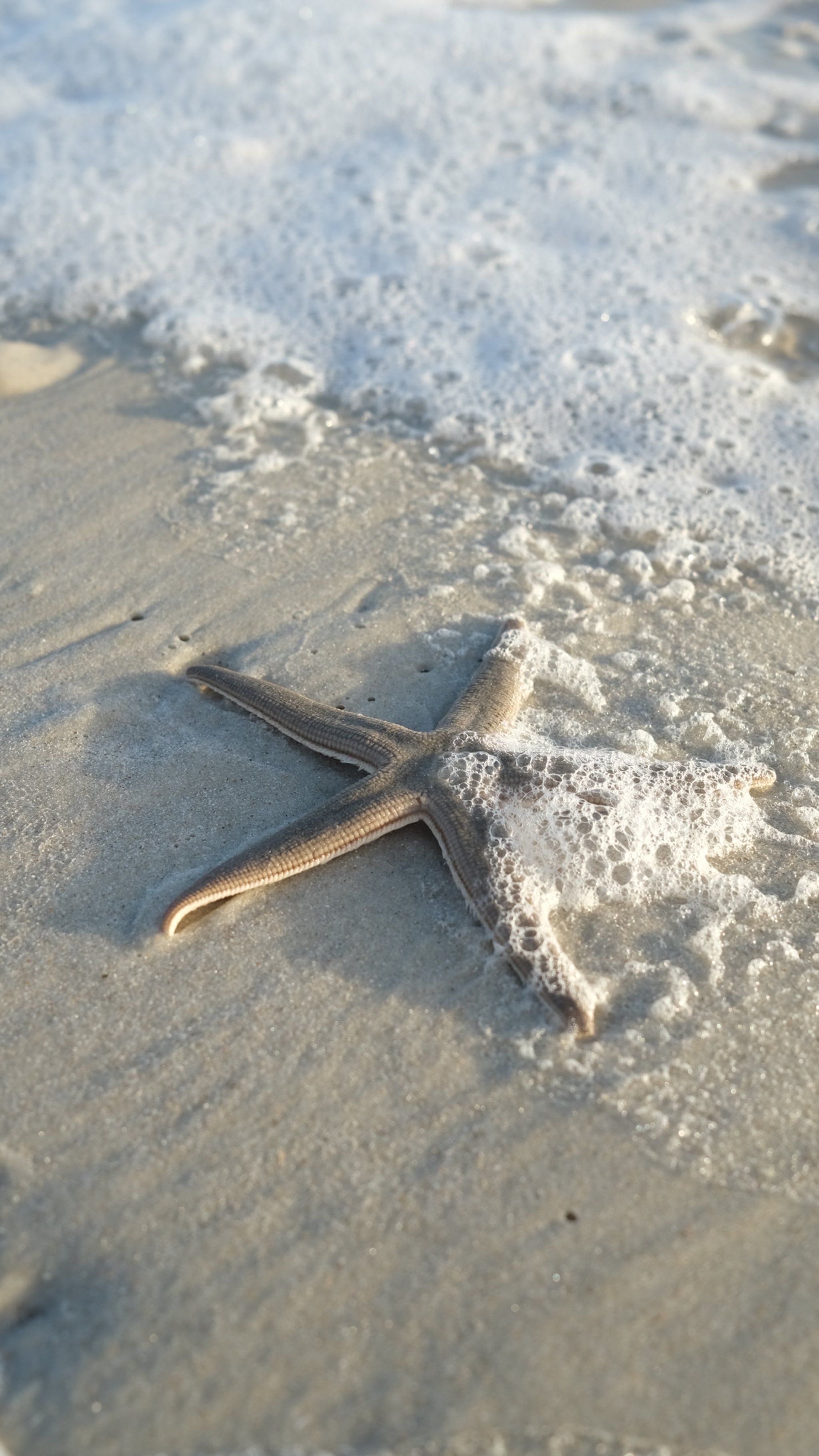 New Smyrna Beach, Florida