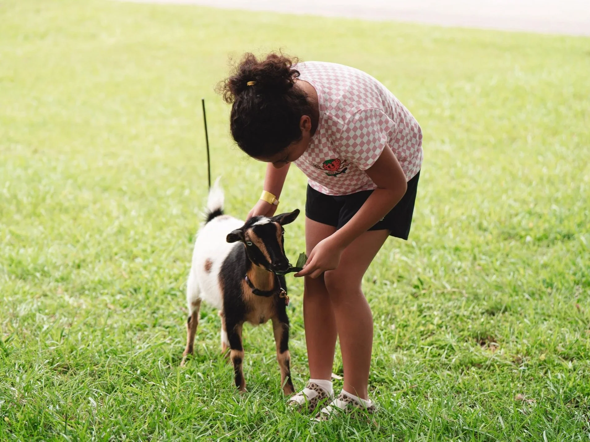 A woman feeding a goat in a grassy outdoor setting.