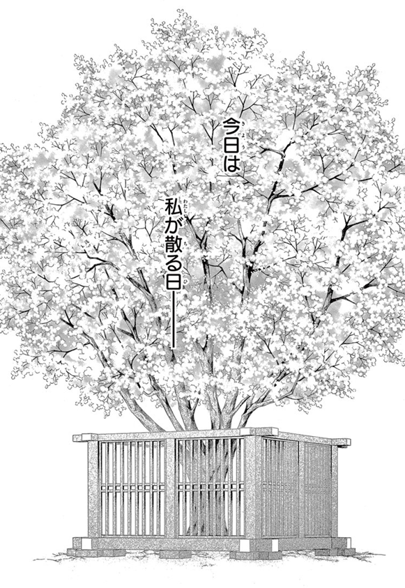 A blooming cherry tree