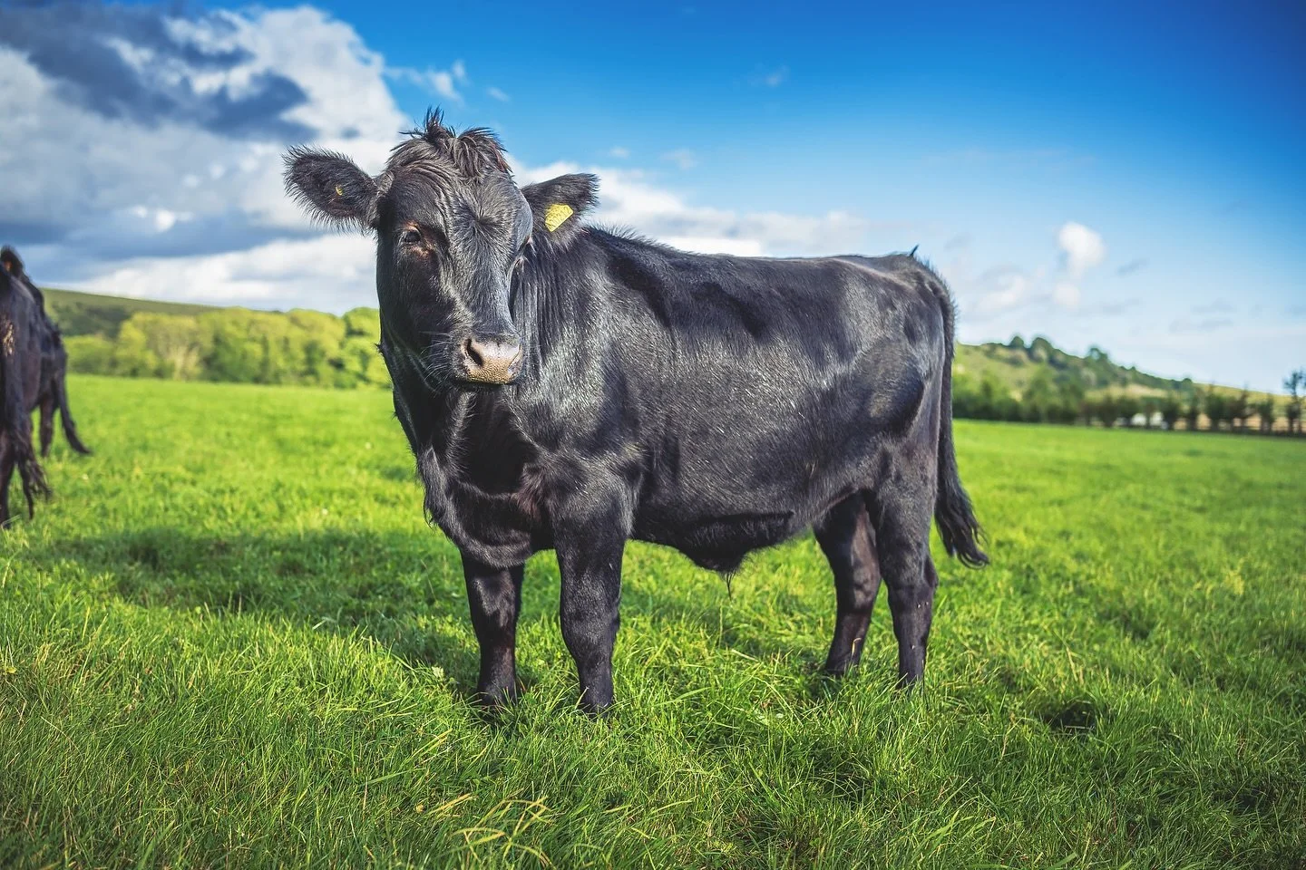 Our Dexters looking magnificent in the sunshine ☀️