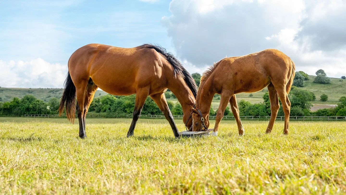 We&rsquo;re loving this run of warm and bright weather! ☀️

Is spring is finally here?!&hellip;🌱

#valley #stud #thoroughbreds #growth