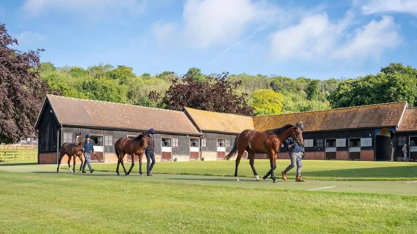Yearling Prep is well underway here, hot weather and lots of lively new 'school children' wanting to play! ☀️🏇🏼#yearlings #stud