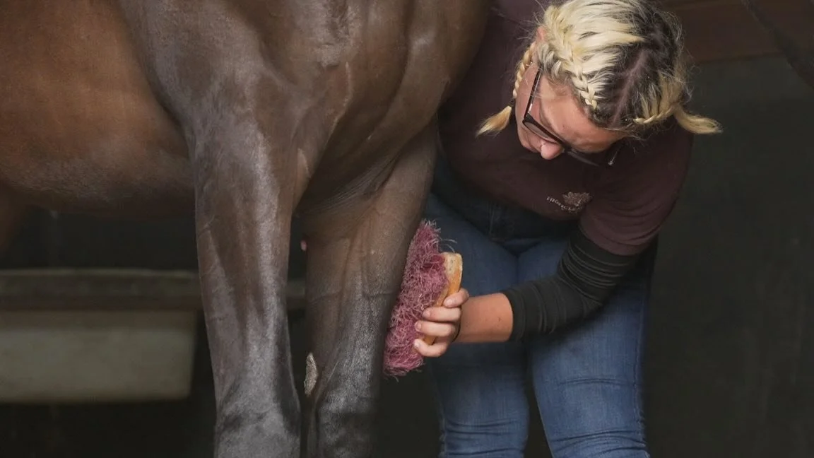 It's the small details that count...🔍

Highclere Stud's amazing team are mid way through yearling prep and ensuring every little job is done right each time, makes a massive difference to the end result...

#yearlingprep #details #perfection
