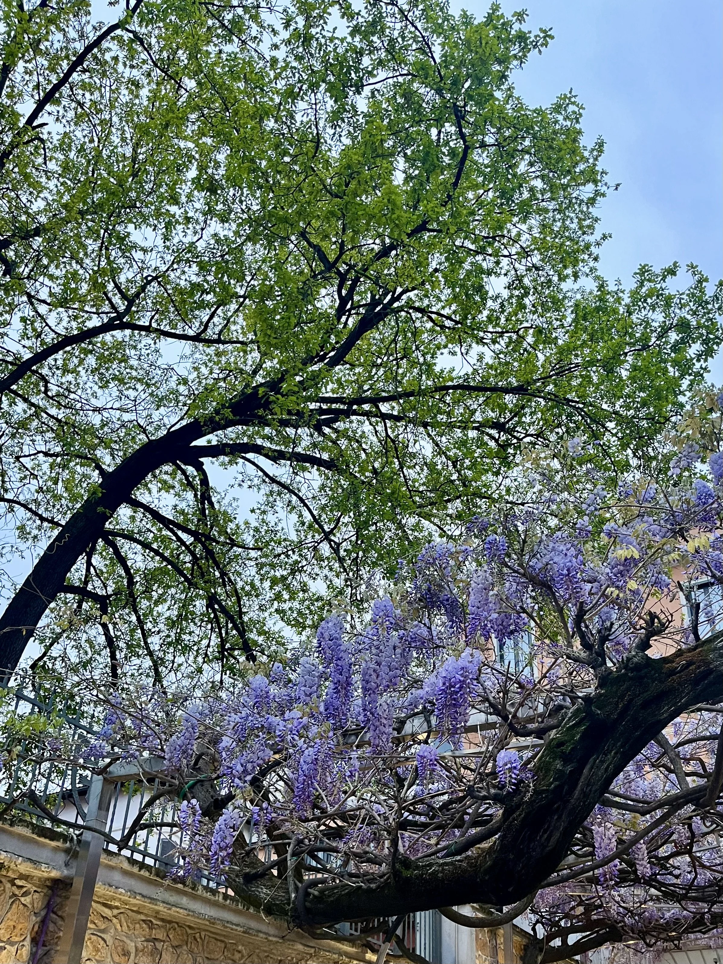 Wisteria in bloom in a tree, Rome