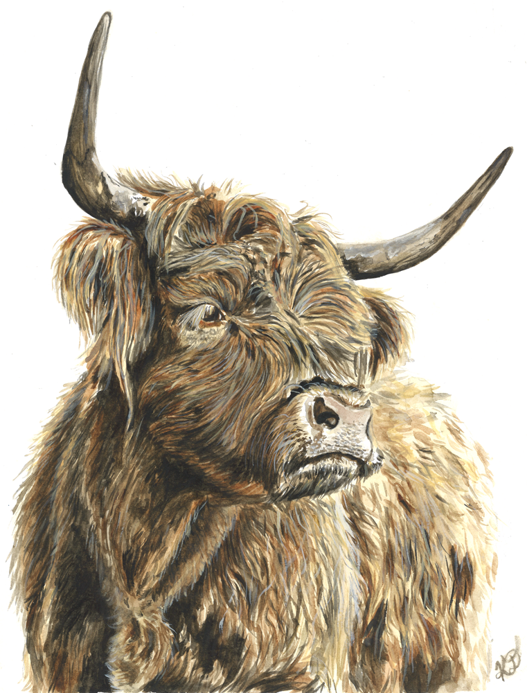 Highland Cow 1 Web - Katie Desrosiers.png