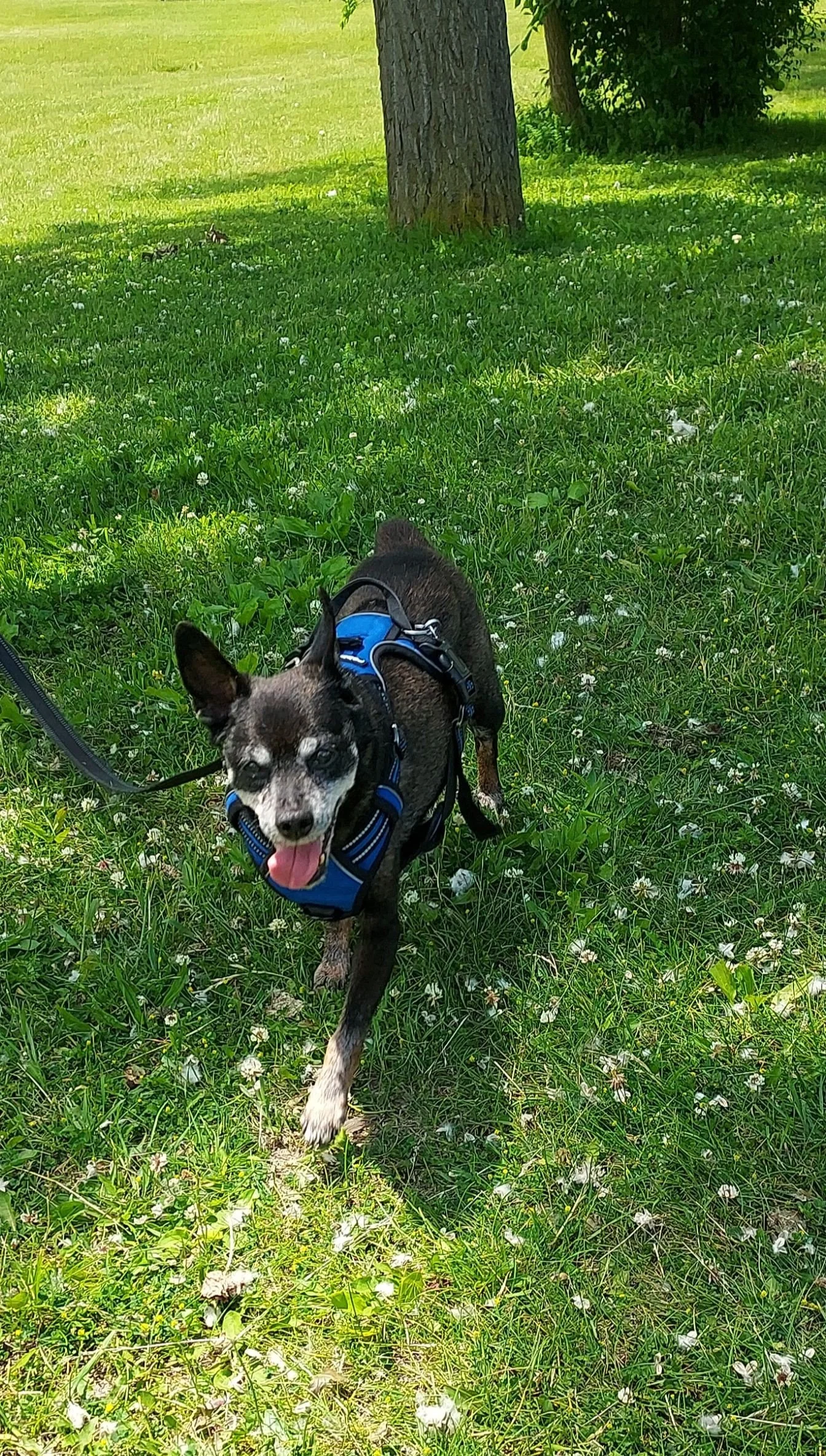 Pepper at the Park