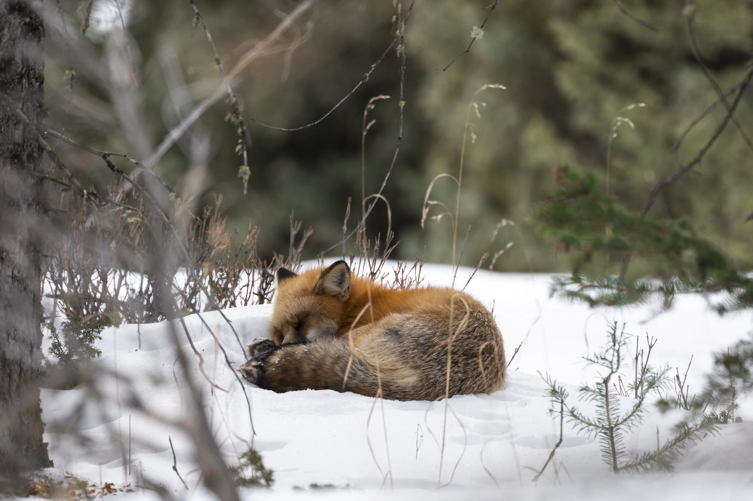 A fox resting in the snow, surrounded by trees and sparse vegetation.