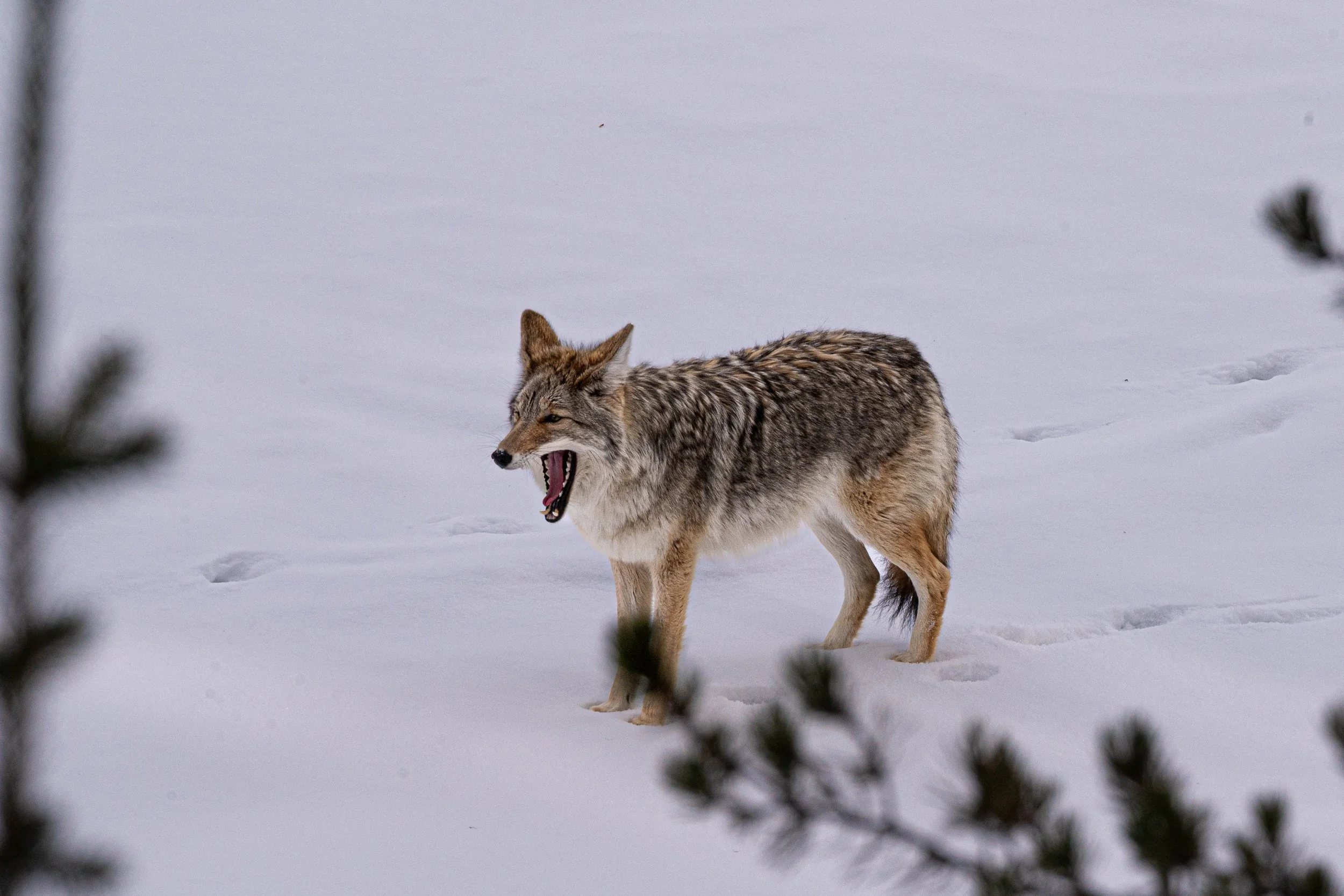 A coyote standing in the snow with its mouth open, showing its teeth, with some blurred tree branches in the foreground.