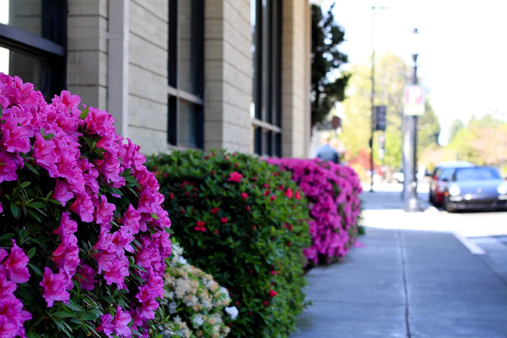 Downtown Mountain View-22-X4.jpg