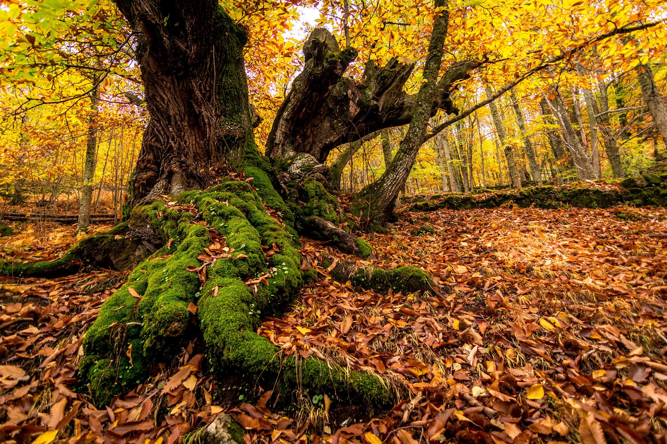 Otoño Mágico en el Valle del Ambroz