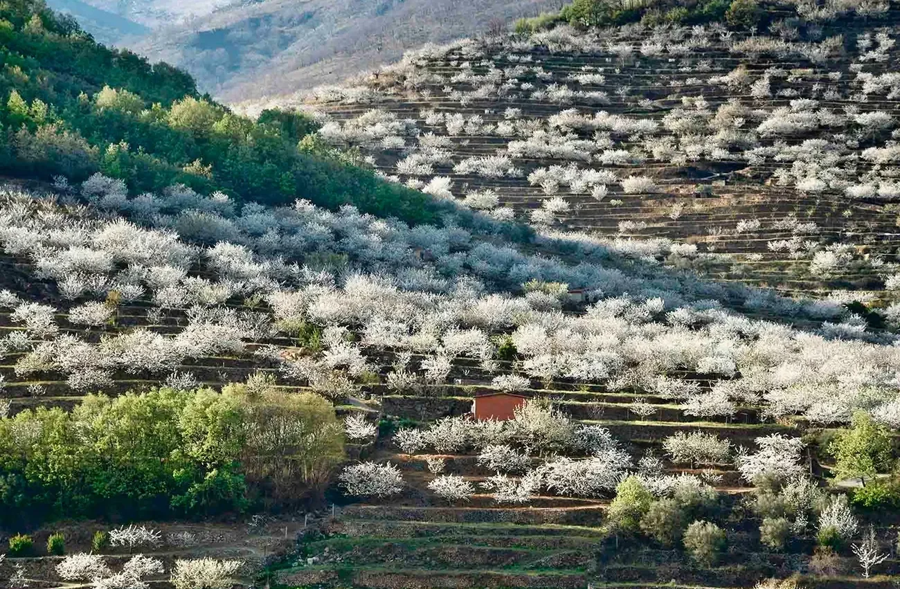 Ruta del Cerezo en Flor desde Hervás: cómo visitar el Valle del Jerte en primavera