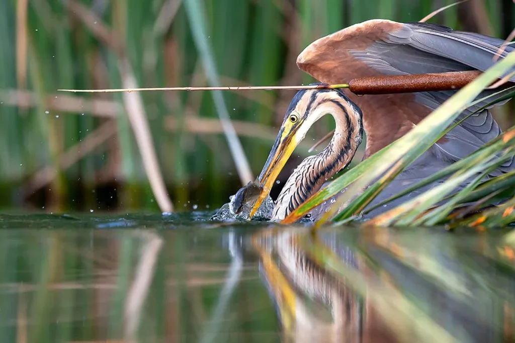 Birdwatching in Monfragüe National Park