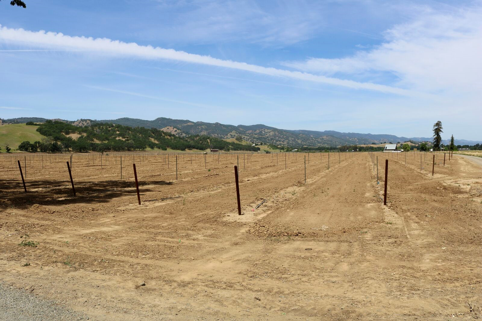 80-acres-arbequina.png