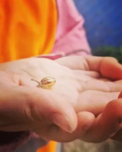 Den vackra snigeln &ouml;nskar er en fin midsommar :) Mvh. 🌍  # Instagram 
#montessorif&ouml;rskolangloben 
#f&ouml;rskolangloben
#montessori
#f&ouml;rskola
#lpf&ouml;18