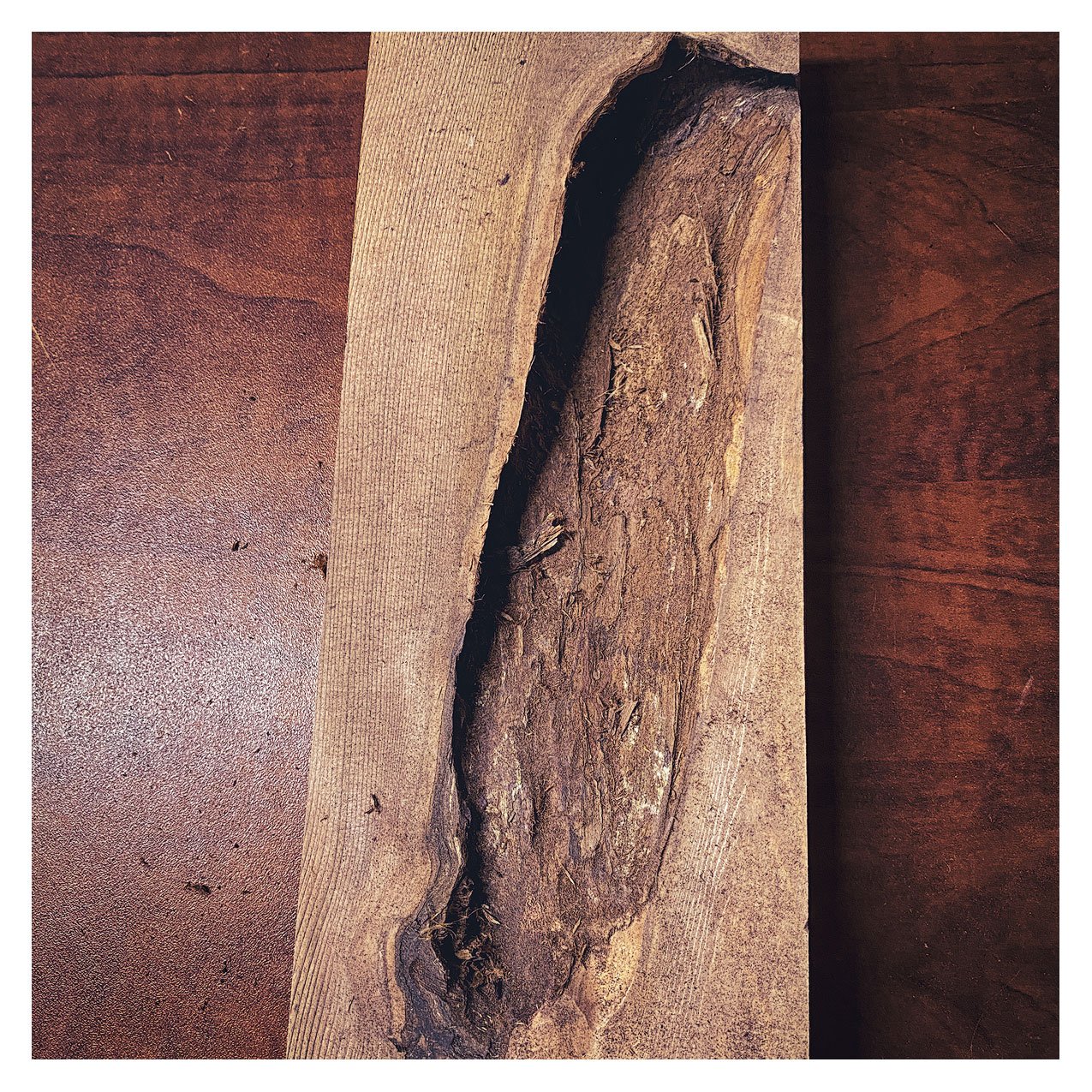 Cleaning out the bark to hollow it out for resin pour.
