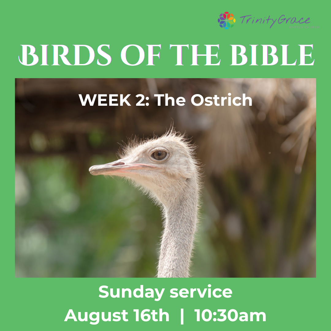 Aug 16: “The Ostrich: More Than Meets The Eye” (Birds of the Bible,Week 2)