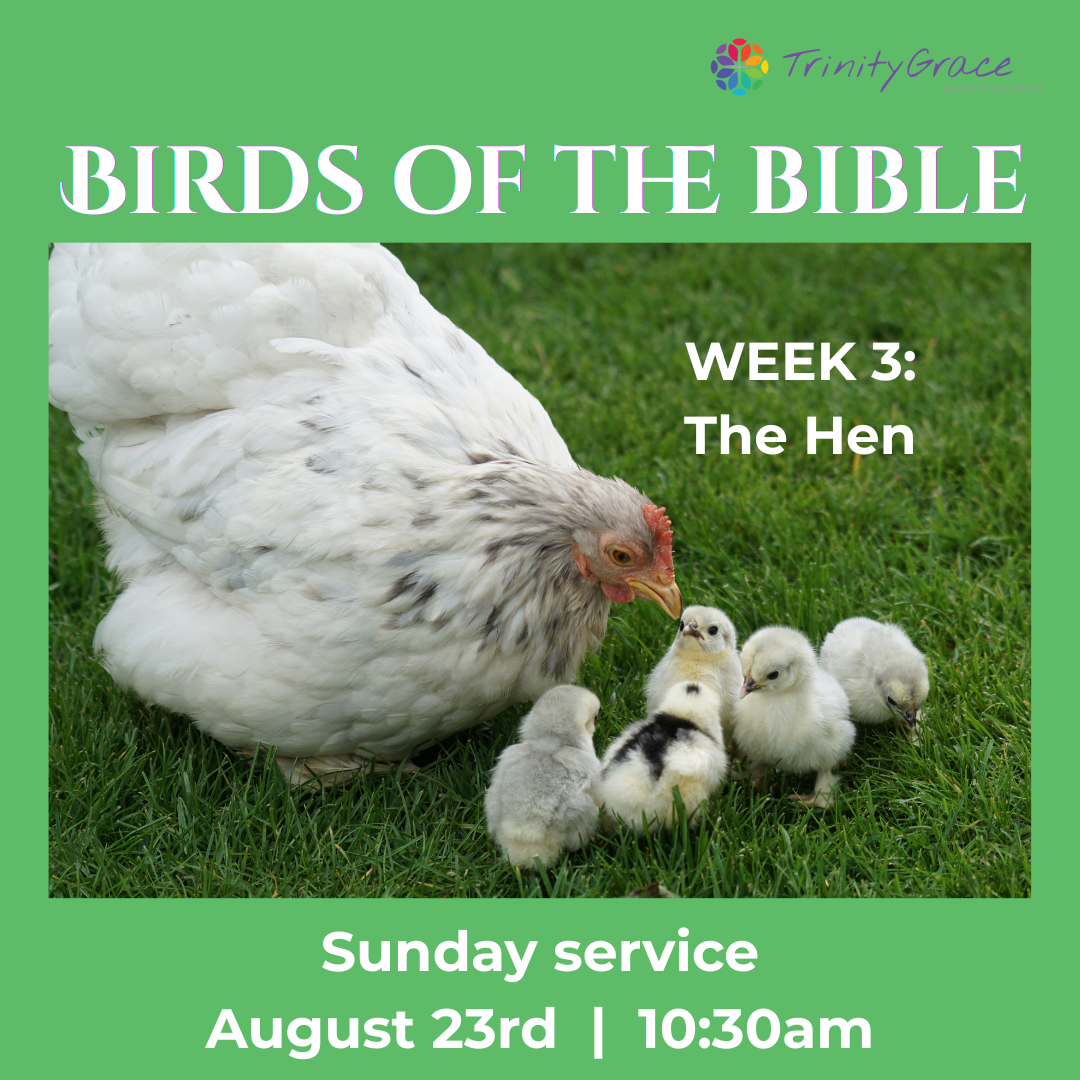Aug 23: “The Hen: Our Brooding, Sheltering God” (Birds of the Bible, Week 3)