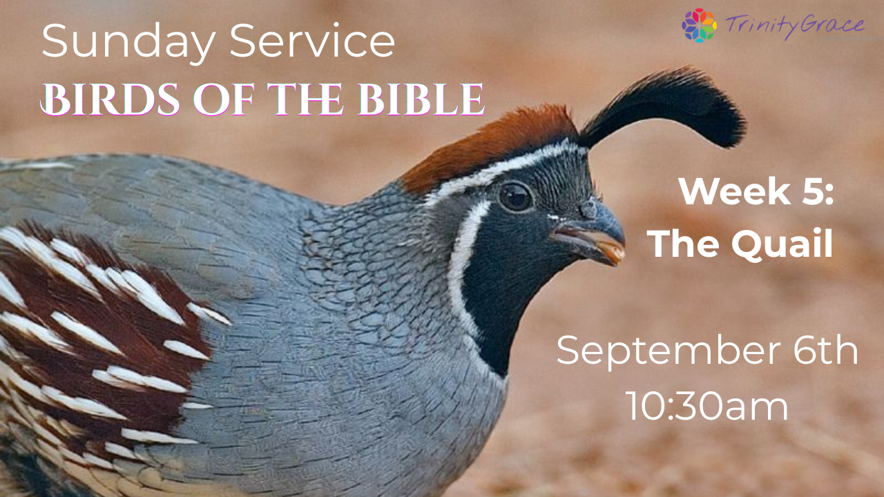 Sep 6: “The Quail: Desire and Slavery”