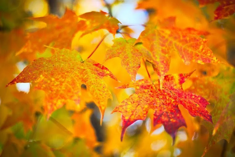 October Community E-News 