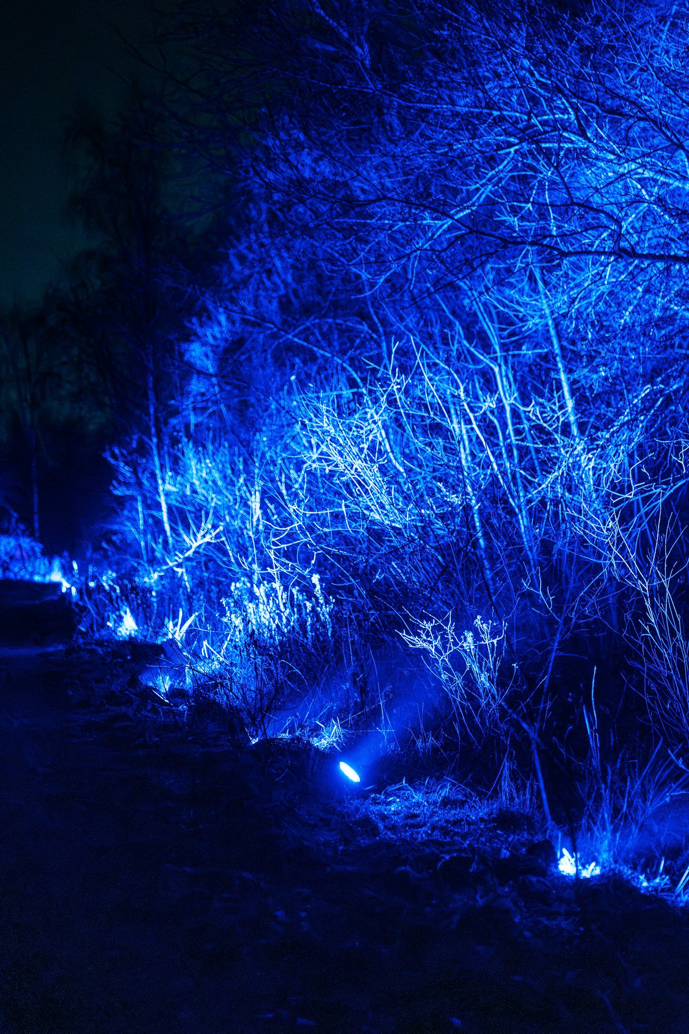 Takken en struiken die verlicht zijn met blauwe LED-lampen in een donkere buitenomgeving.