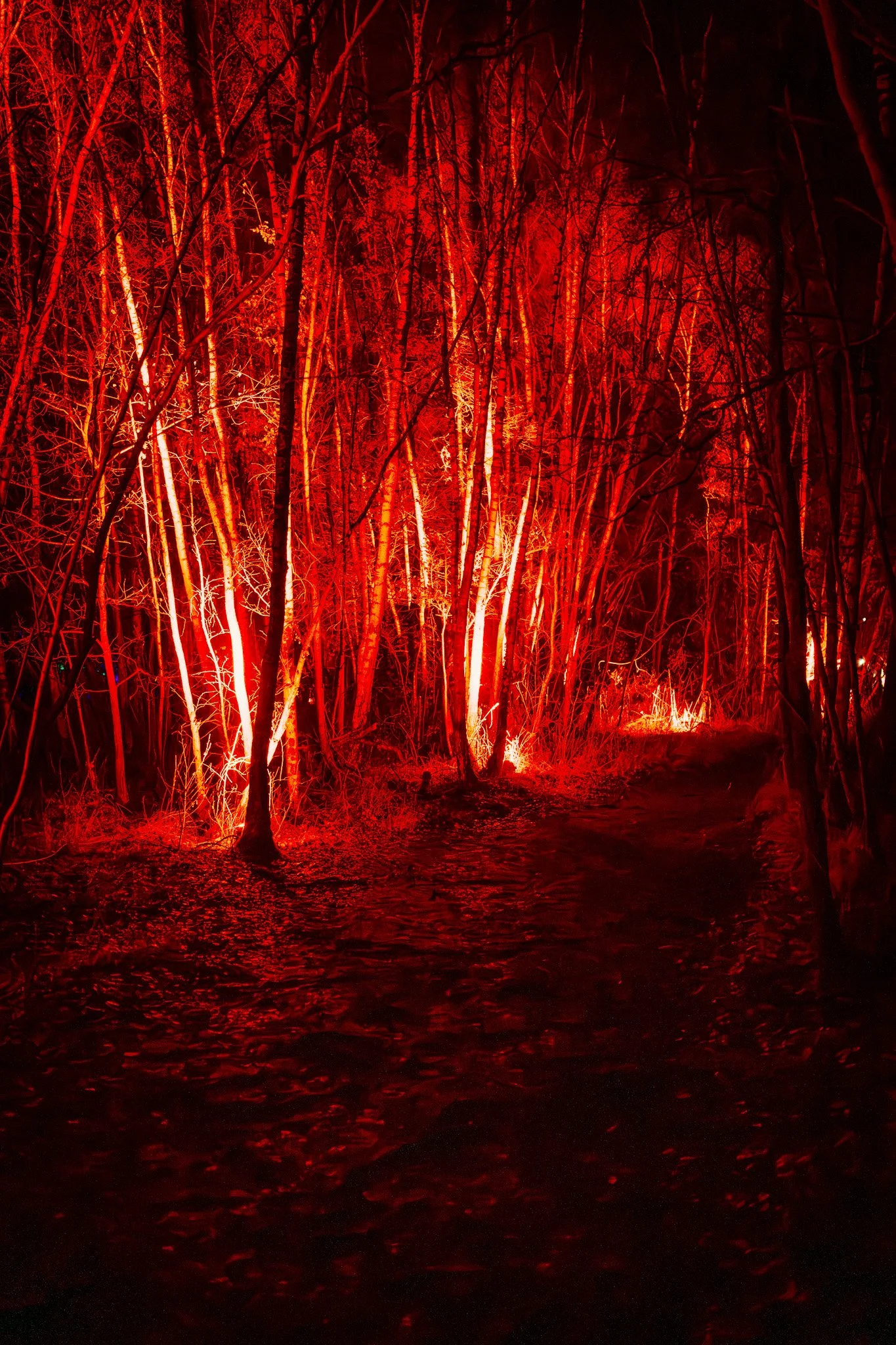 Bos met bomen die rood verlicht worden, water in de voorgrond reflecteert het rood licht