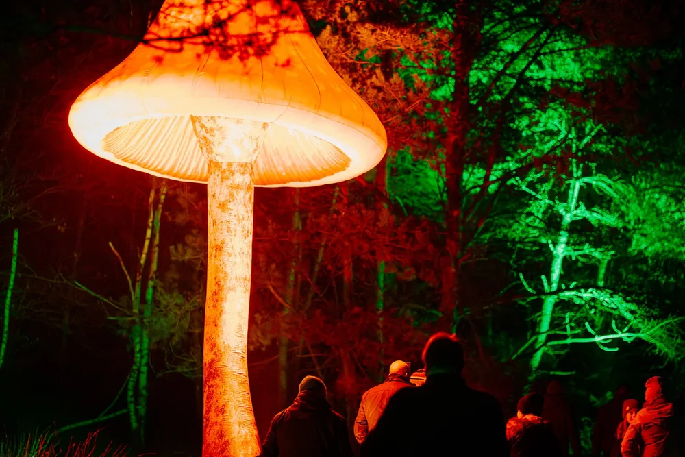 Foto 83: Aardegedeelte van Luminoctis met groen licht, organische vormen en natuurlijke installaties.