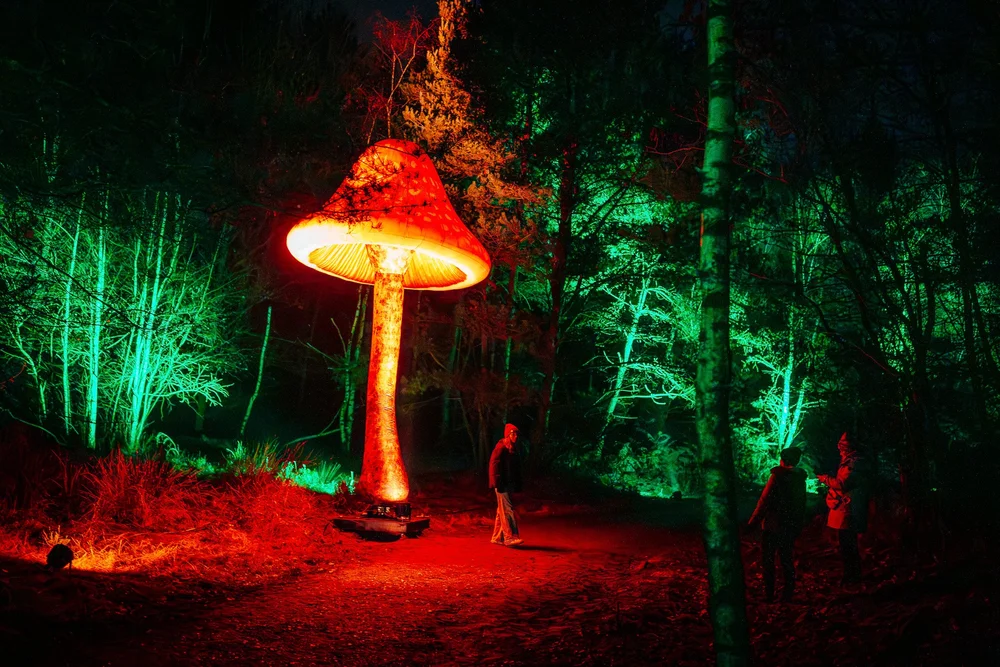 Foto 84: Aardegedeelte van Luminoctis met groen licht, organische vormen en natuurlijke installaties.