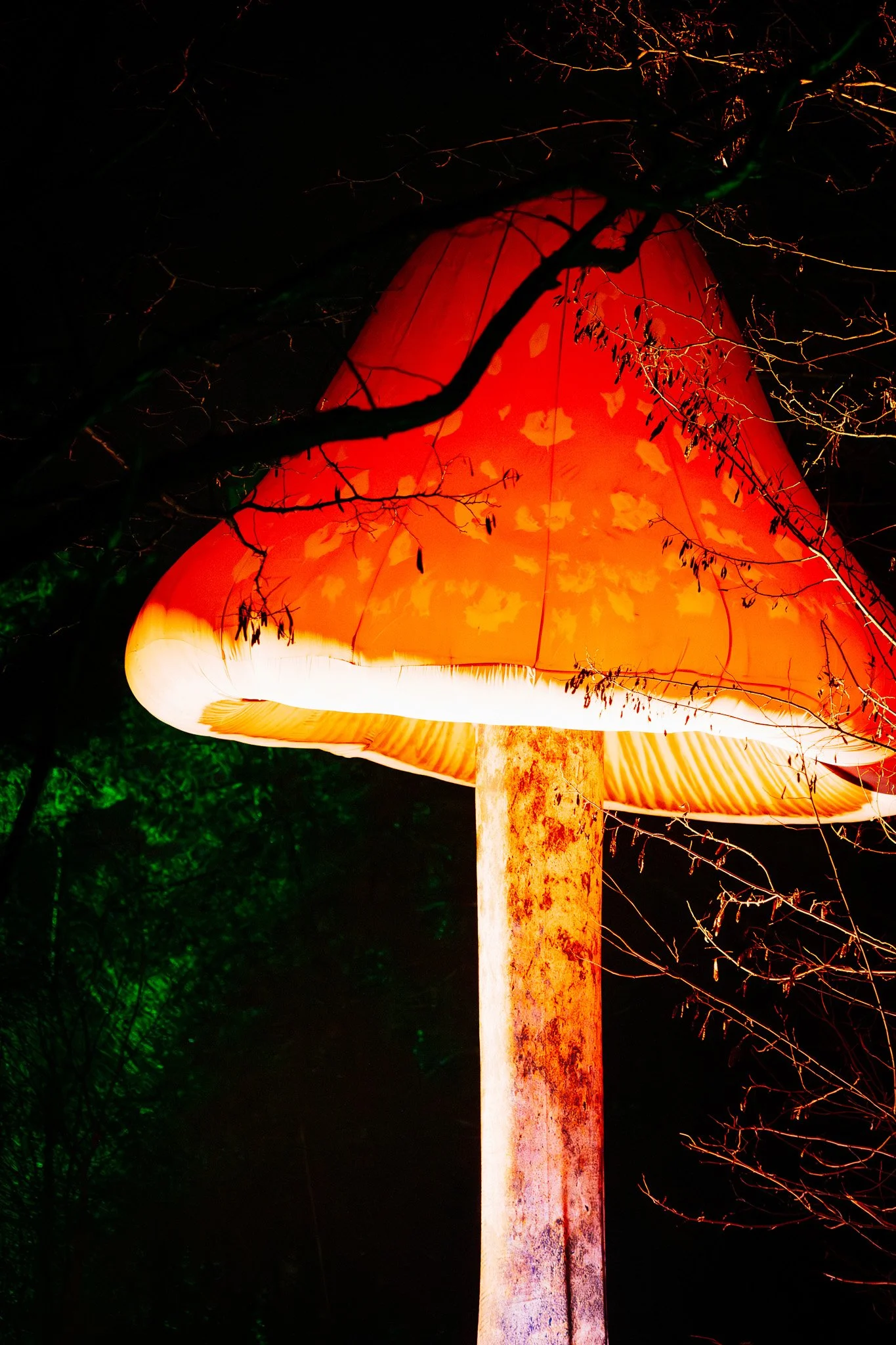 Een grote, oranje en witte paddestoel met een glanzende, dikke steel, verlicht in de nacht, omringd door donkere bomen en takken.