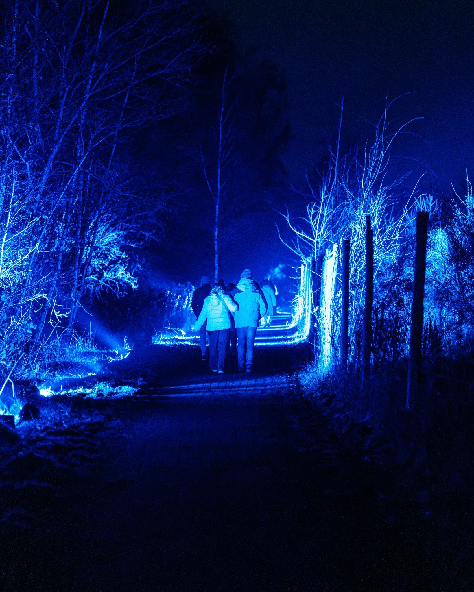 Mensen wandelen door een pad omgeven door bomen die verlicht zijn met blauwe lichten, 's nachts.