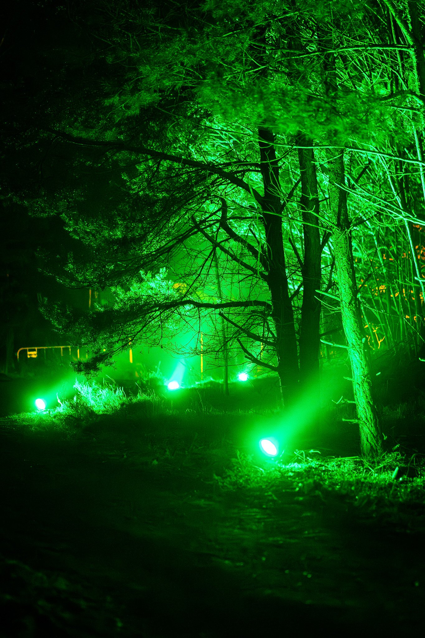 Verlichte bomen en struiken in een donker bos, verlicht met fel groene lichtstralen.