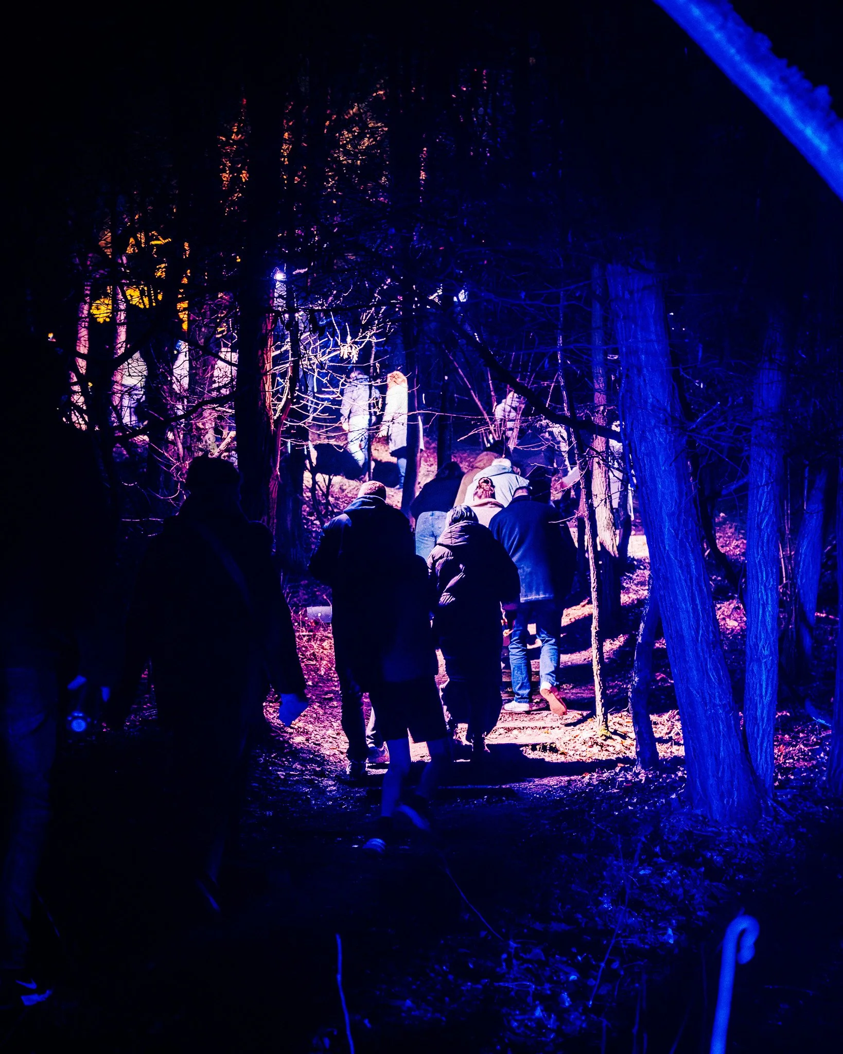 Mensen wandelen door een donker bos met kleurrijk verlichte bomen, vooral blauw en paars licht, tijdens de avond of nacht.