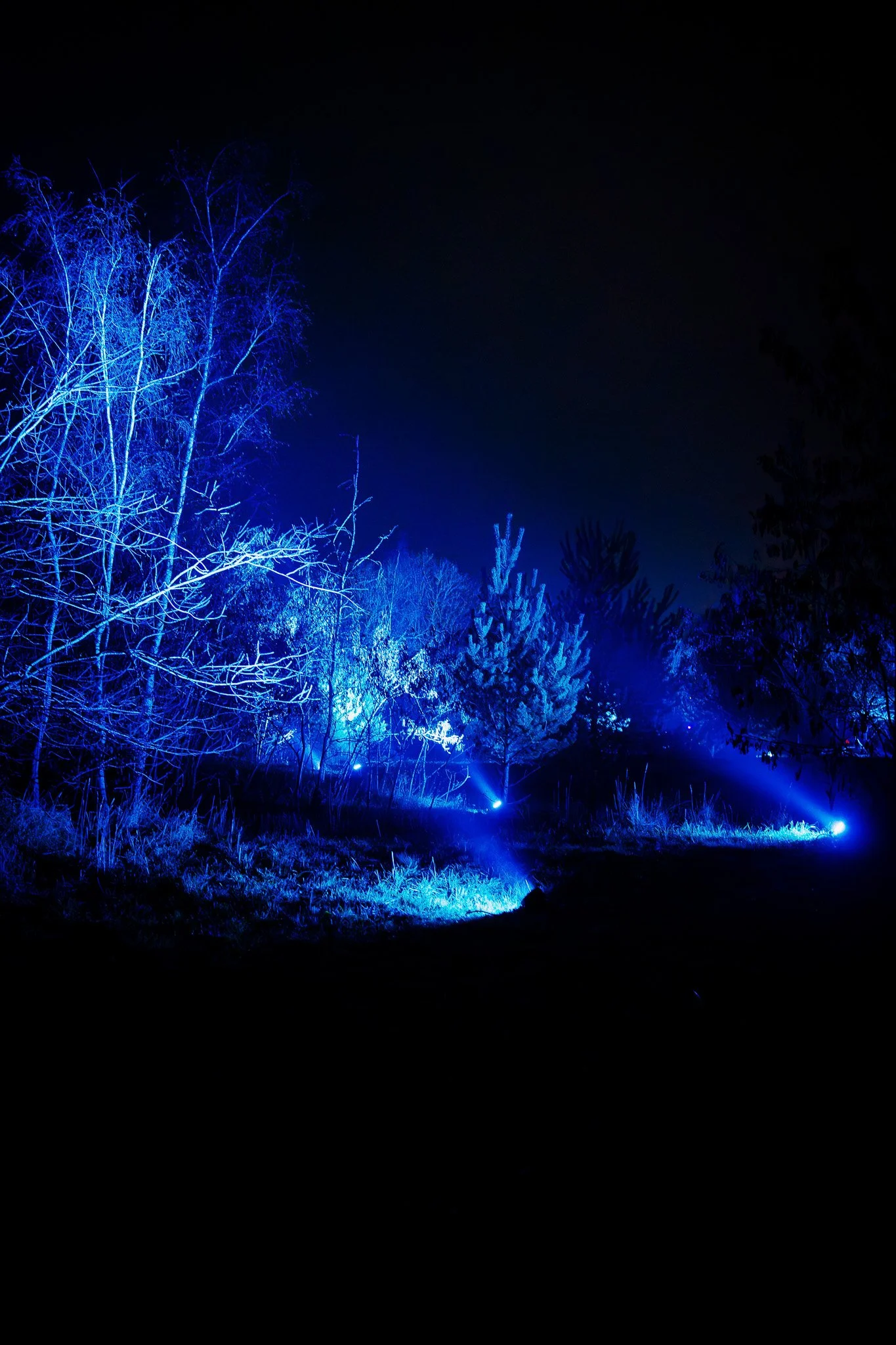 Bos met bomen die verlicht worden door blauwe lichten in de nacht.