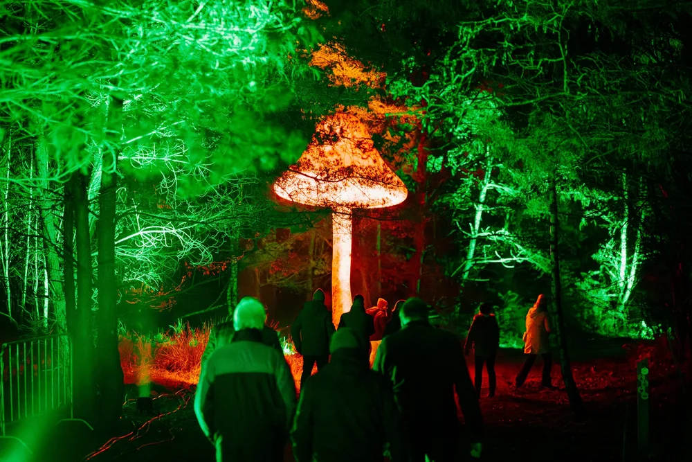 Foto 81: Aardegedeelte van Luminoctis met groen licht, organische vormen en natuurlijke installaties.