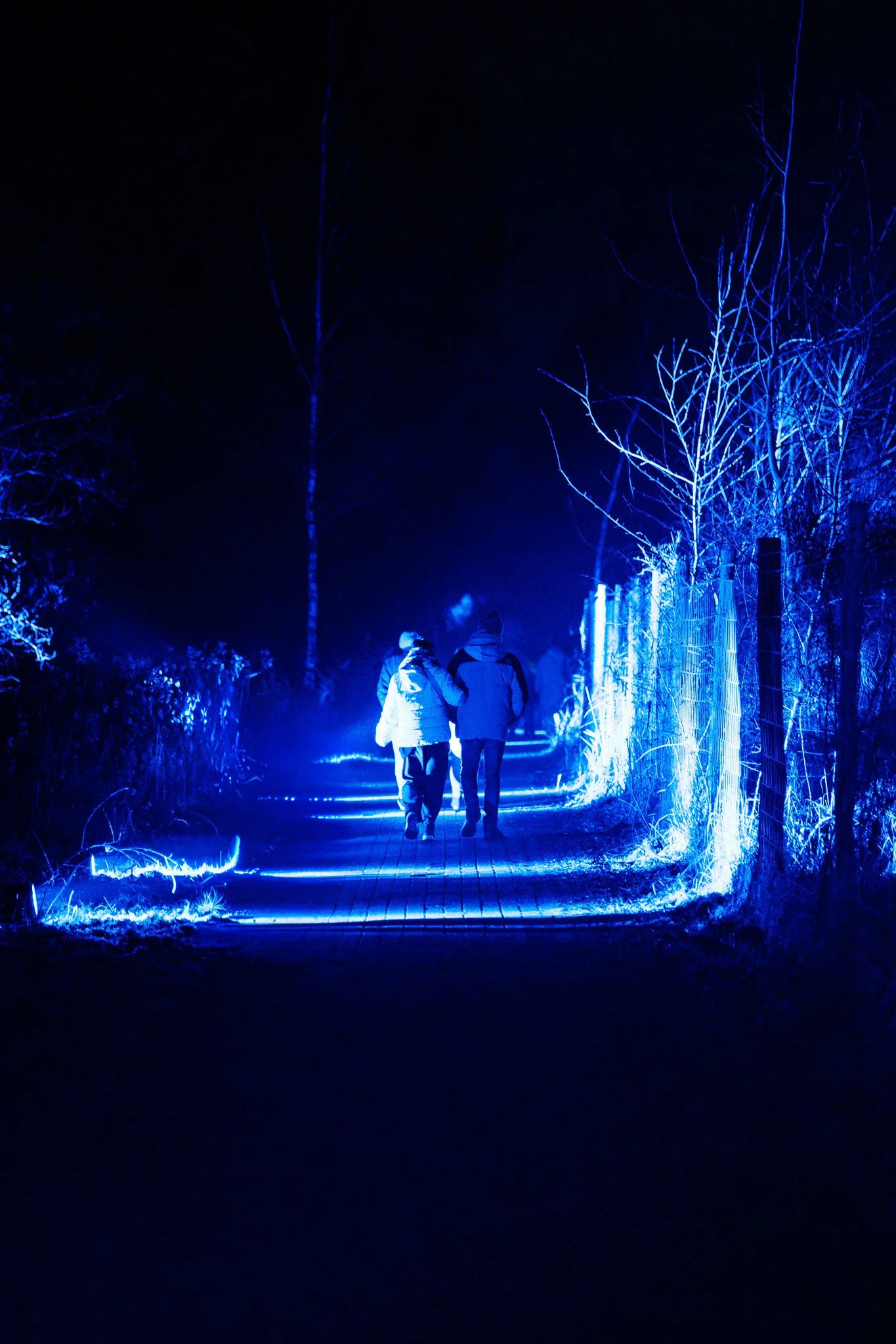 Twee mensen wandelen 's nachts langs een verlichte houten pad, omringd door bomen die met blauwe lampen zijn verlicht.