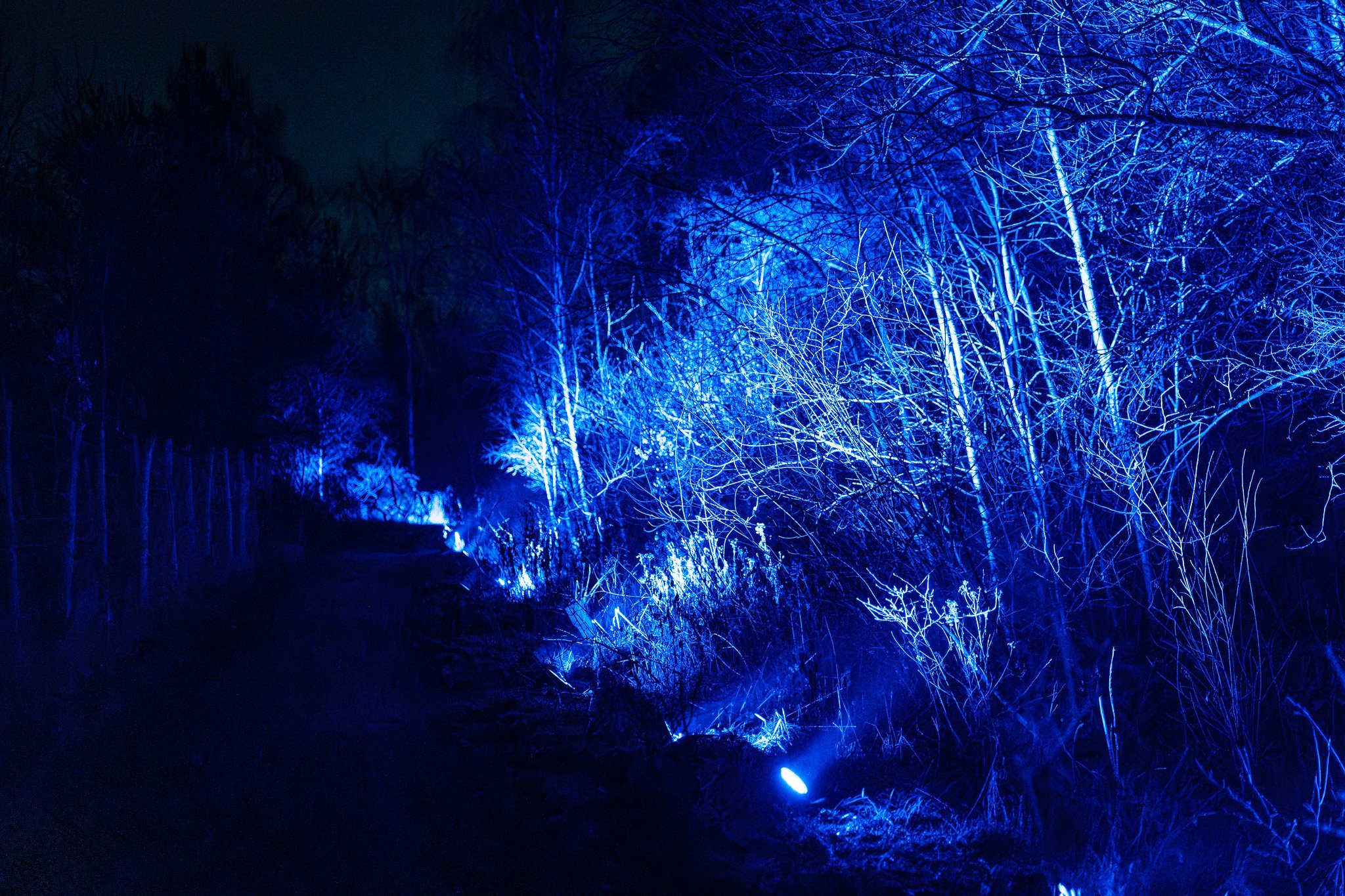 Bos of bomen verlicht door blauwe lichten 's nachts, reflecterend in het water op de bodem van het landschap.