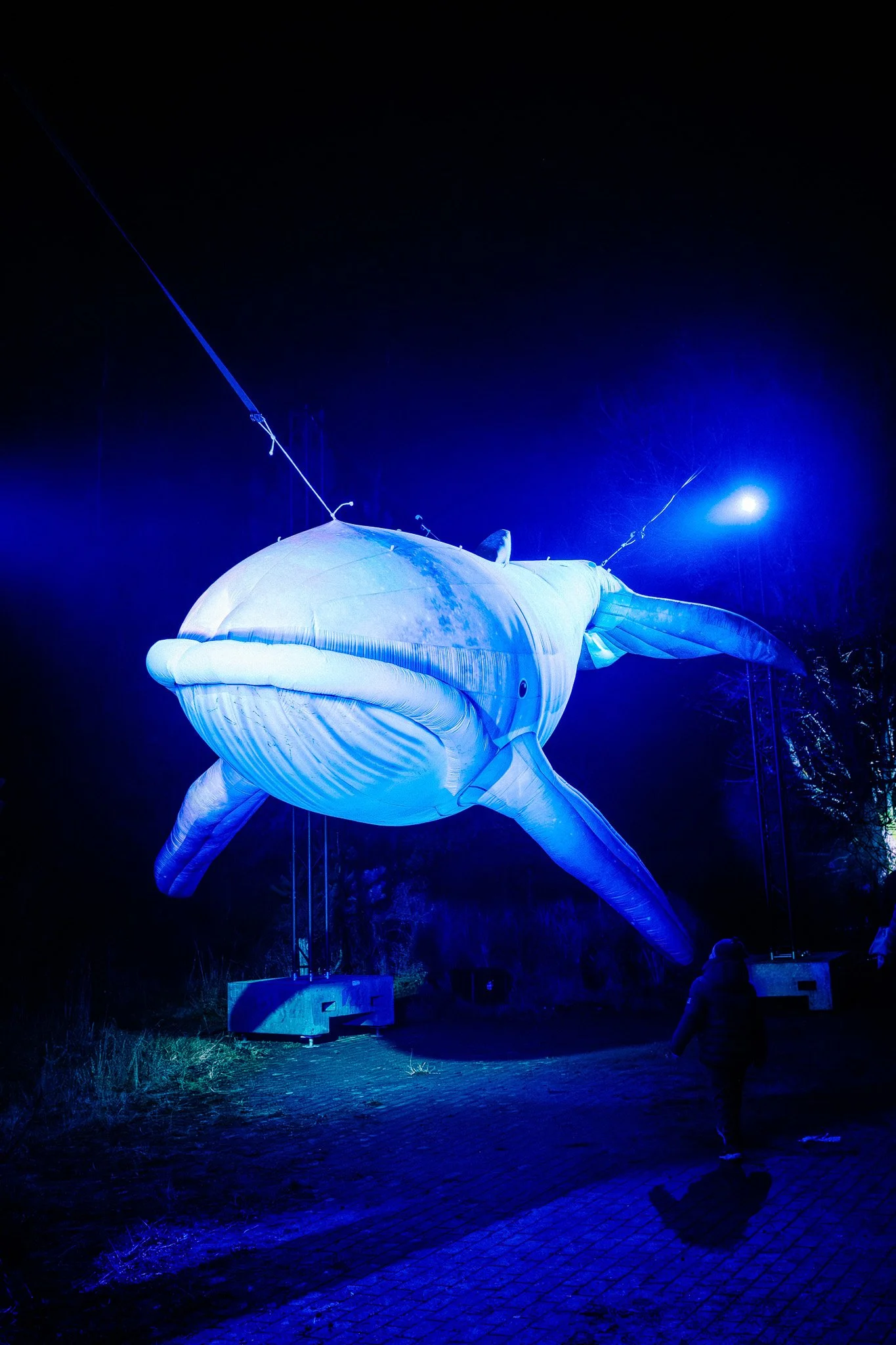 Een grote lichtgevende wapenschildvormige ballon in de vorm van een walvis, verlicht met blauw licht, op een donkere nacht buiten, onder gesloten bomen.