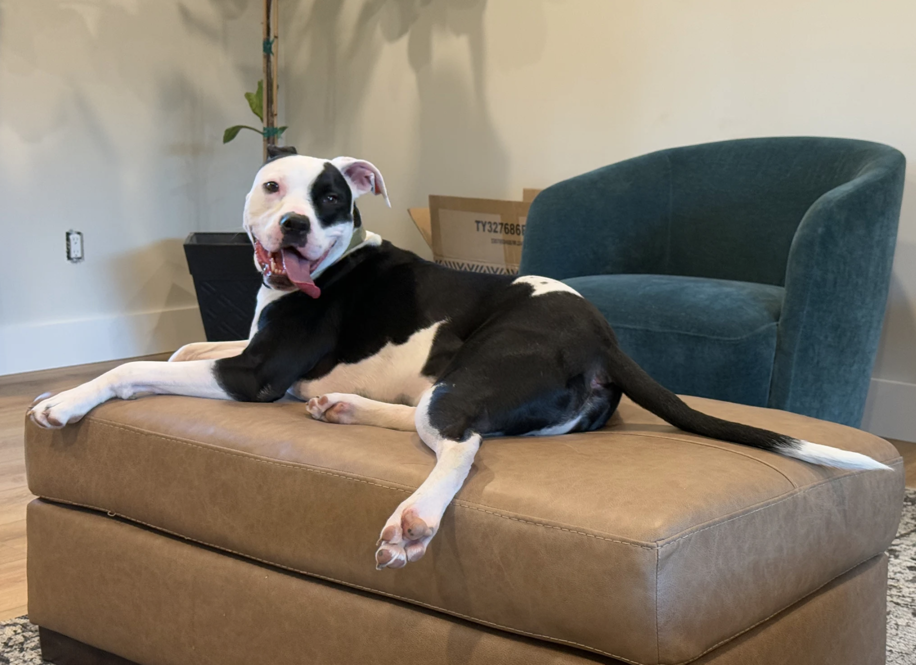 Black and white dog relaxing on a brown ottoman in a living room setting.