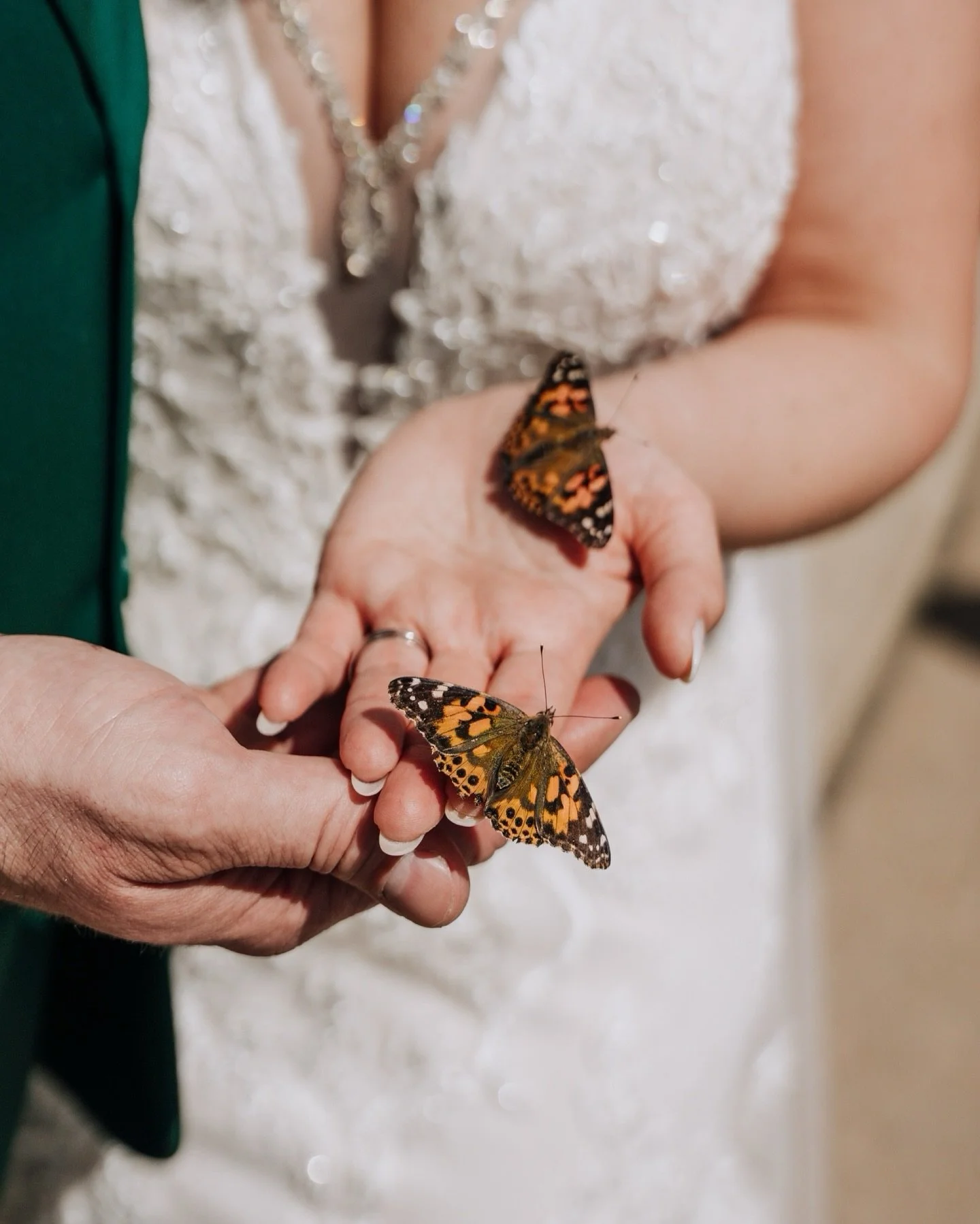 #tbt to this sweet butterfly release with @michi7785 &amp; David at @studiod2d 

I still need to share more from this day&mdash;because these two made every single moment feel so special for their people. From the funny little touches that had everyo