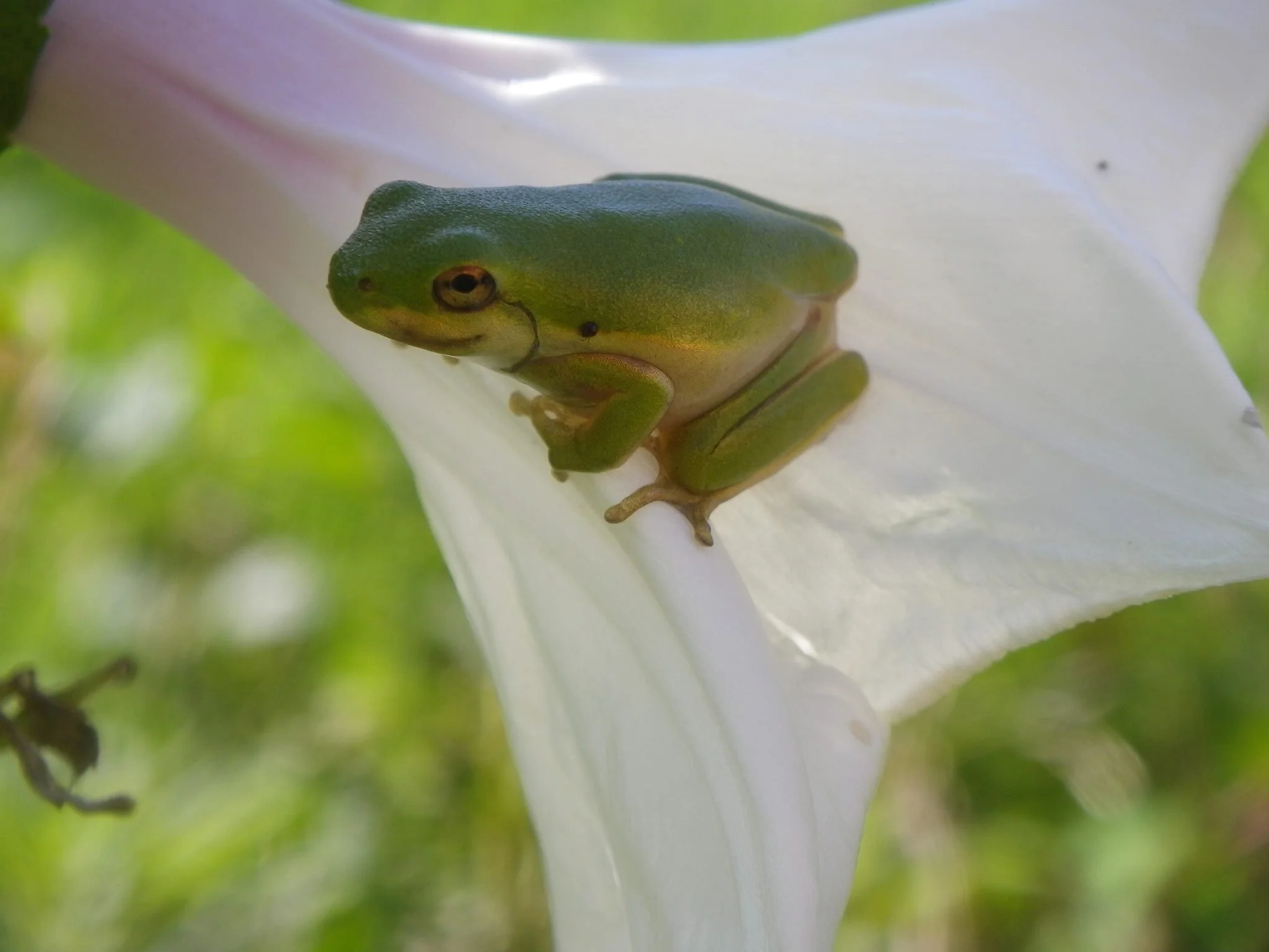 Ecosystems: The Green Tree Frog